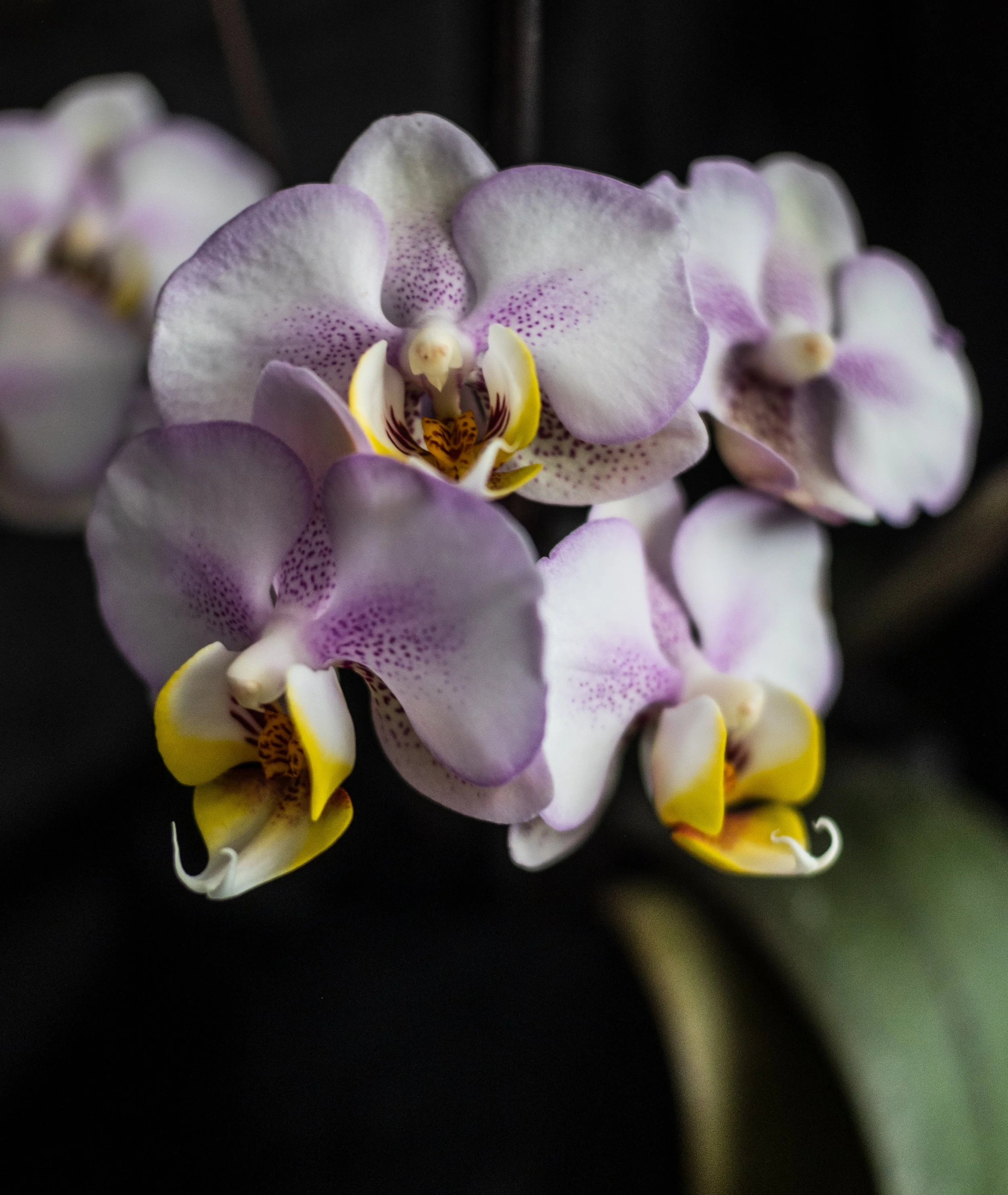 Phal NoID - Kendal H