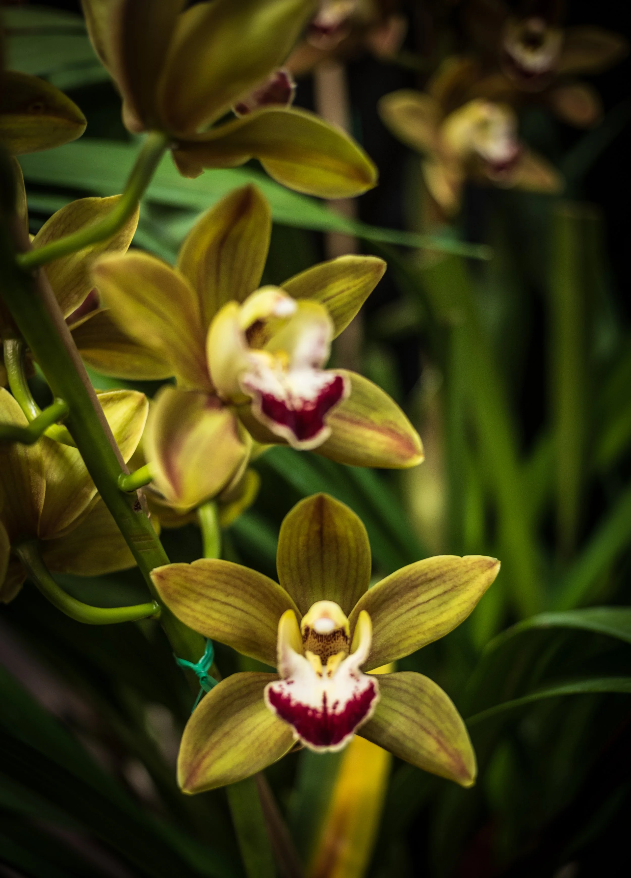 Cymbidium Grove Nut - Kendal H