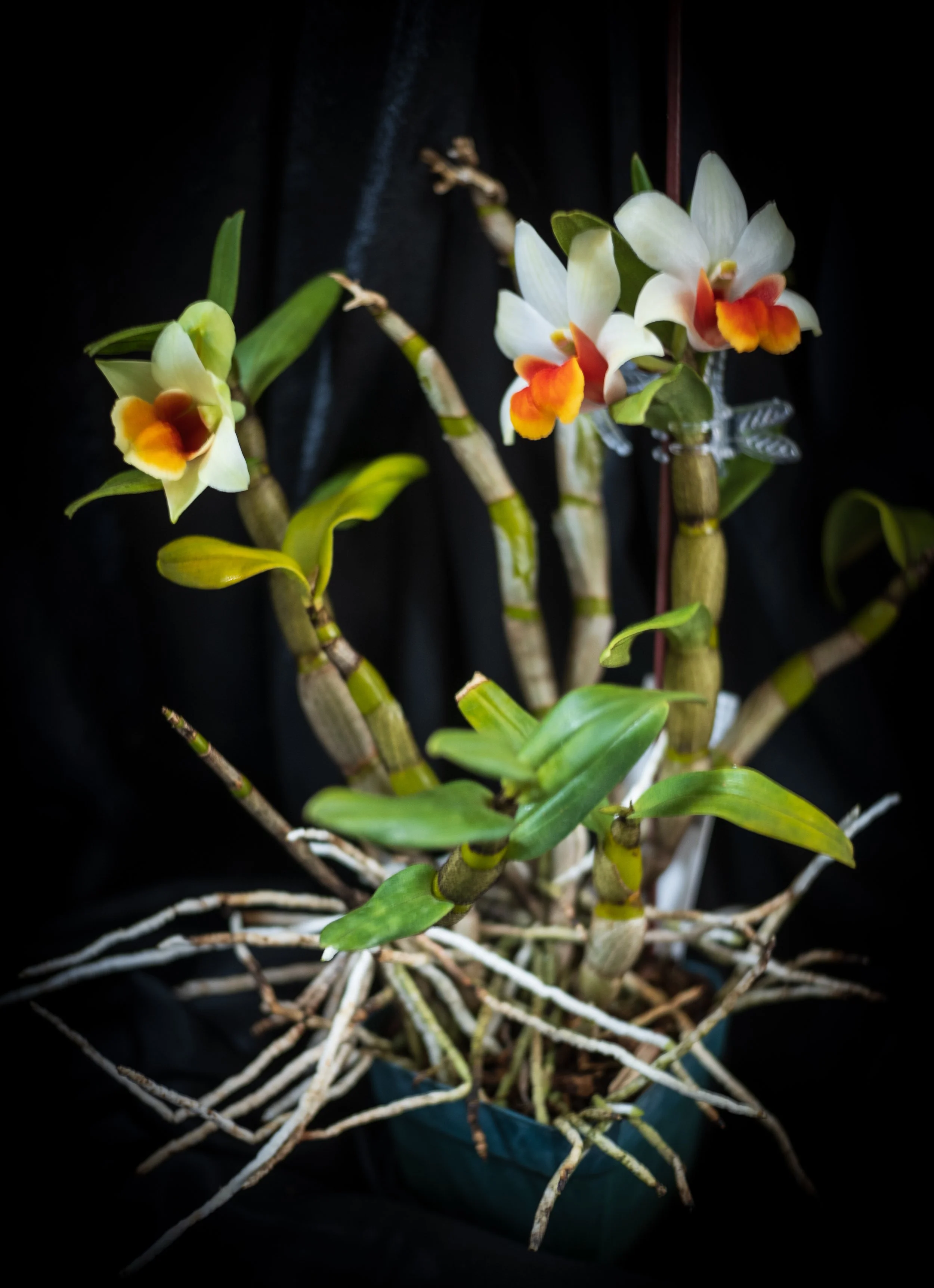 Den Jiaho Candy - Chandler