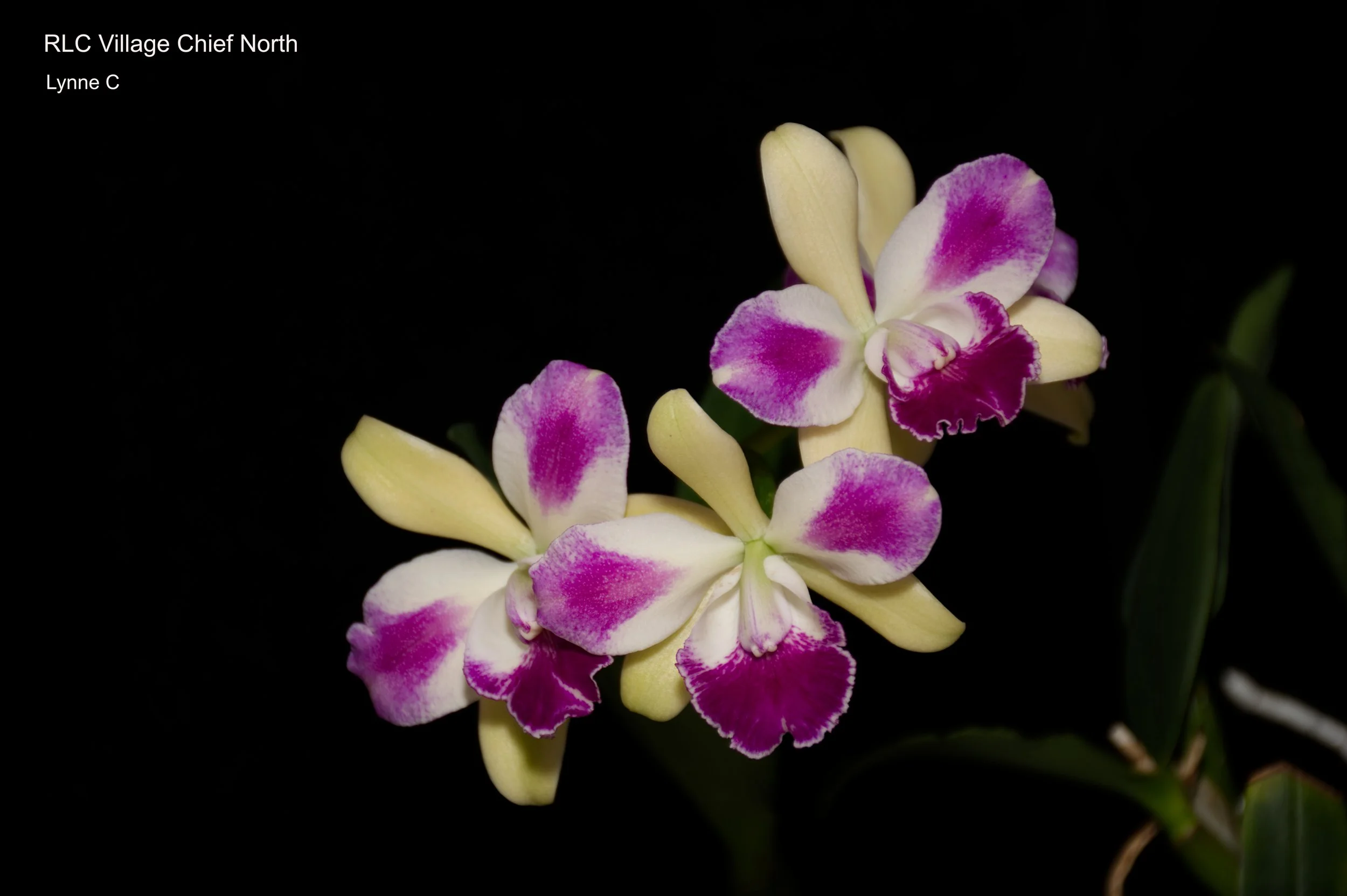 Feb 15 # 45A.jpg
