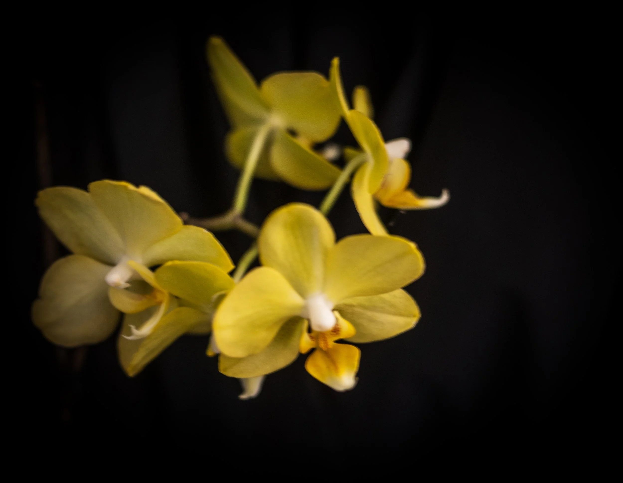 Phal NoID - Chandler