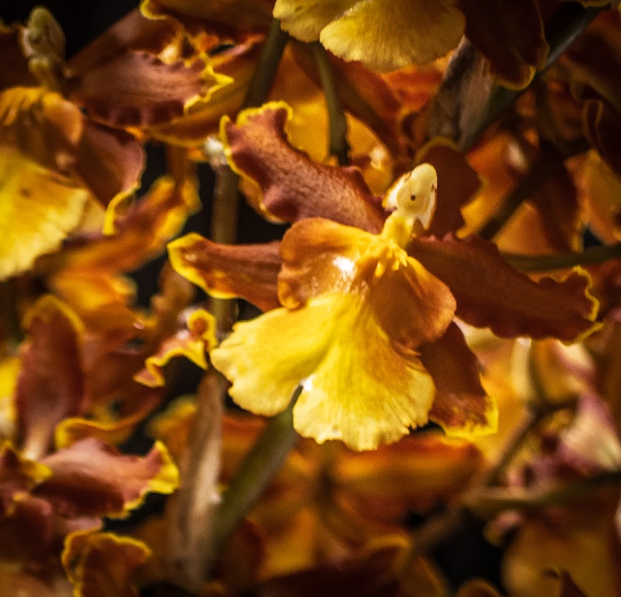 Oncidium NoID - Bernie K
