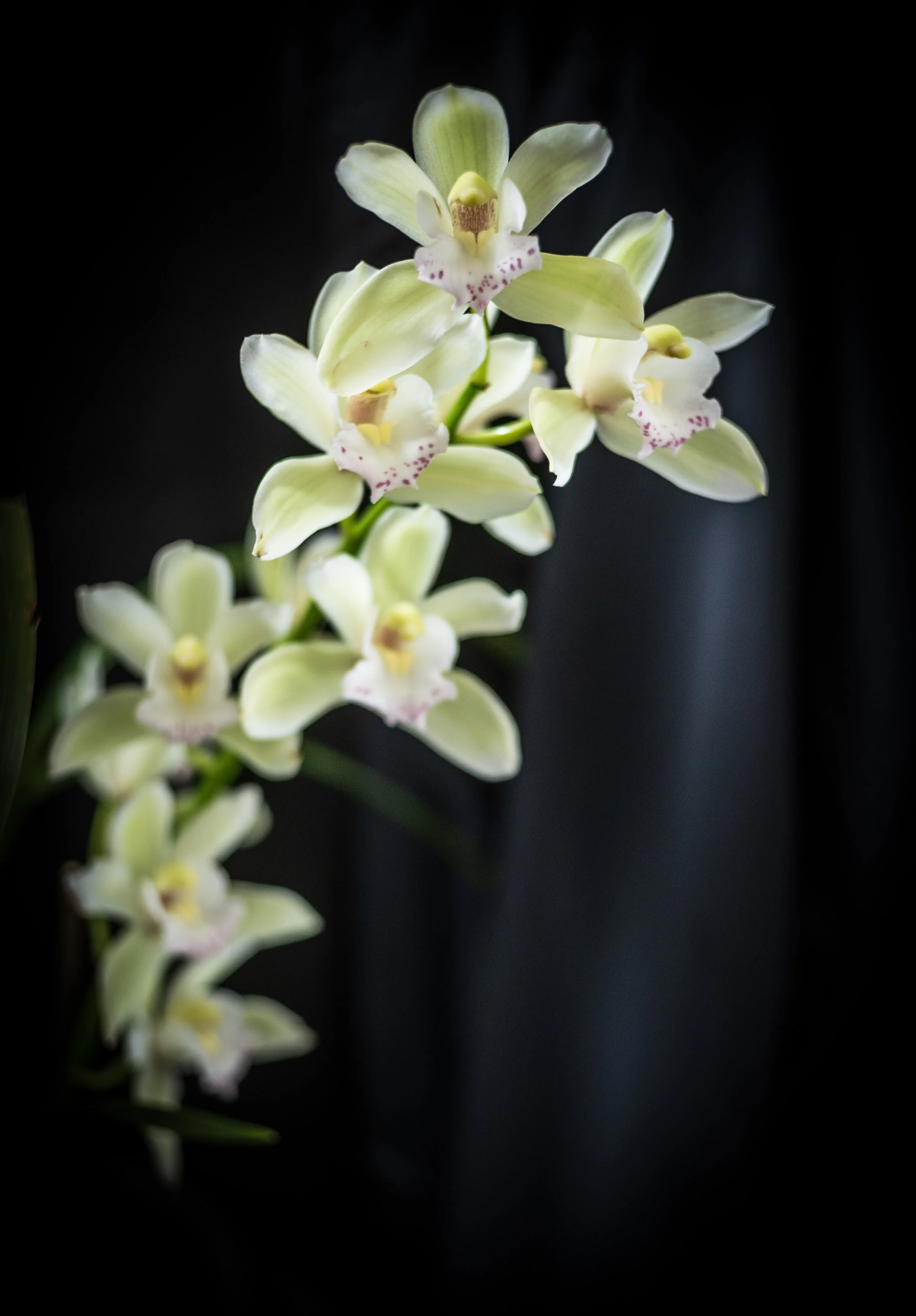 Cymbidium - Janet R