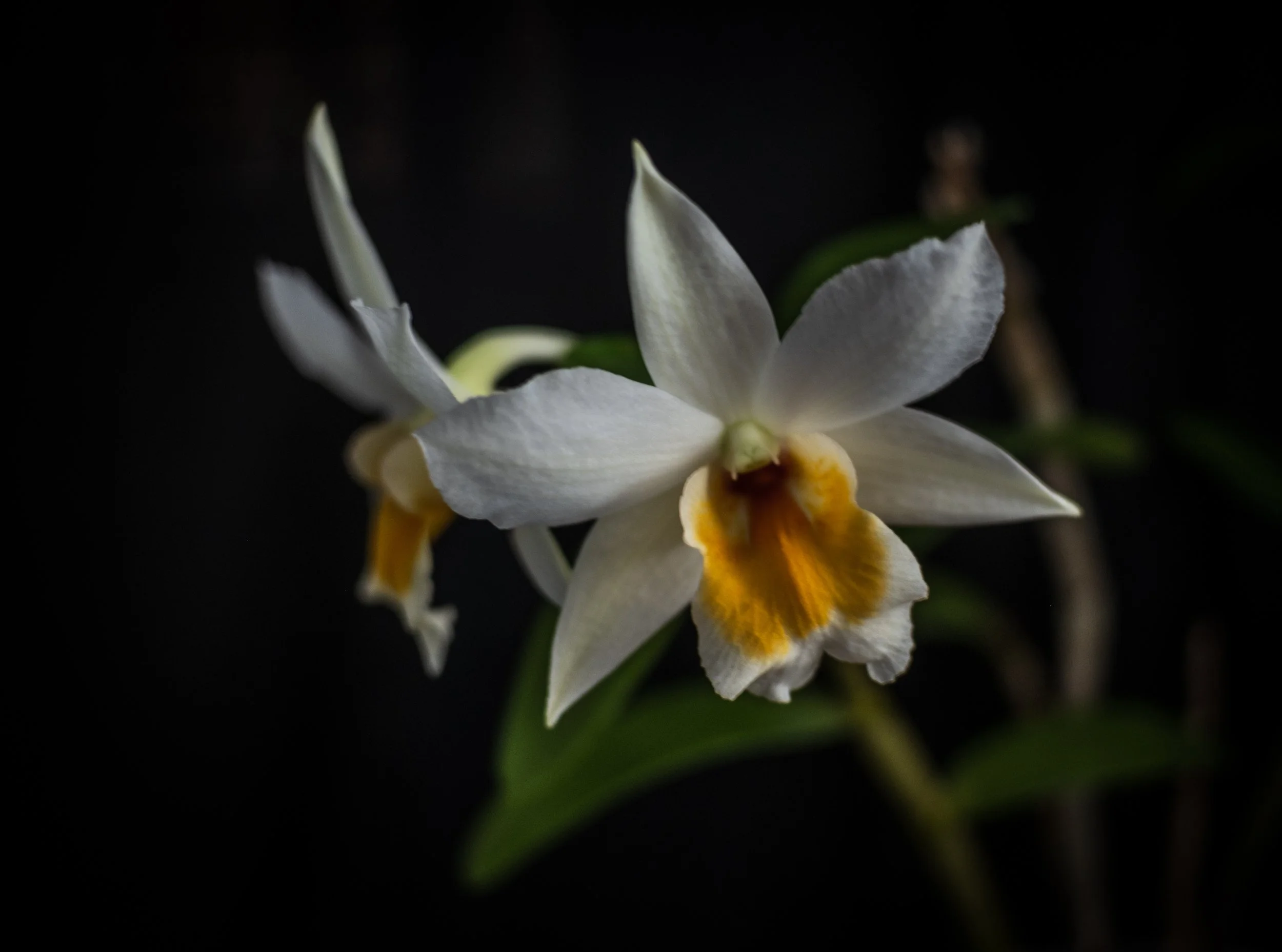 Dendrobium Roongkamol Vejvarut - Jacqueline