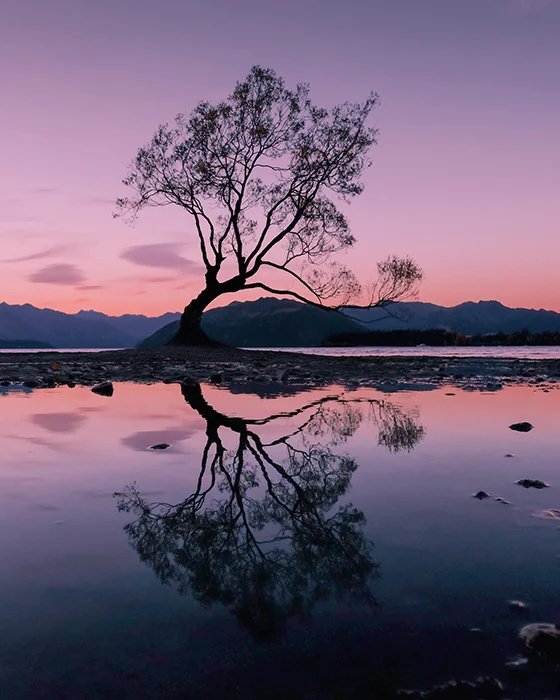 That Wanaka Tree