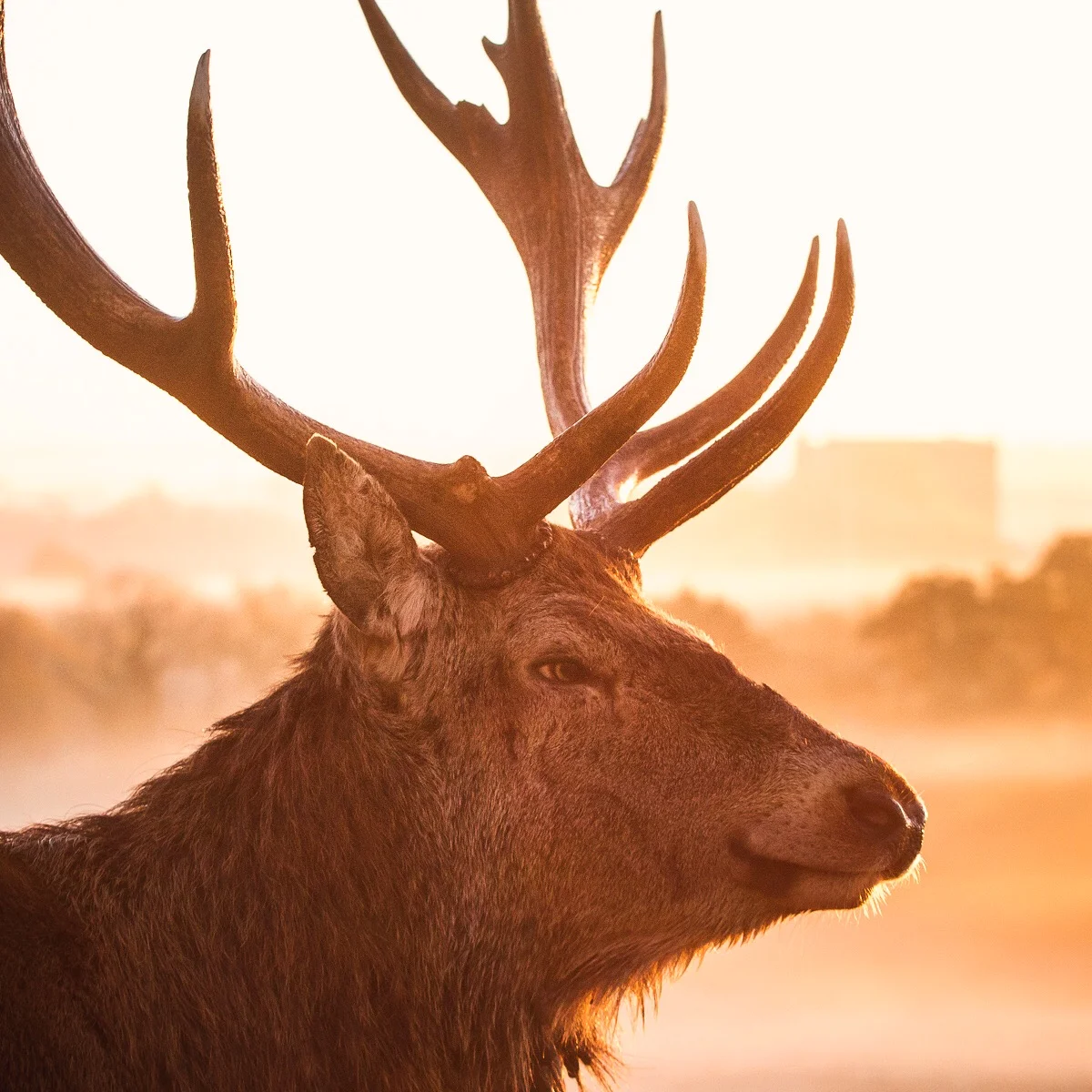 Bristol Stag