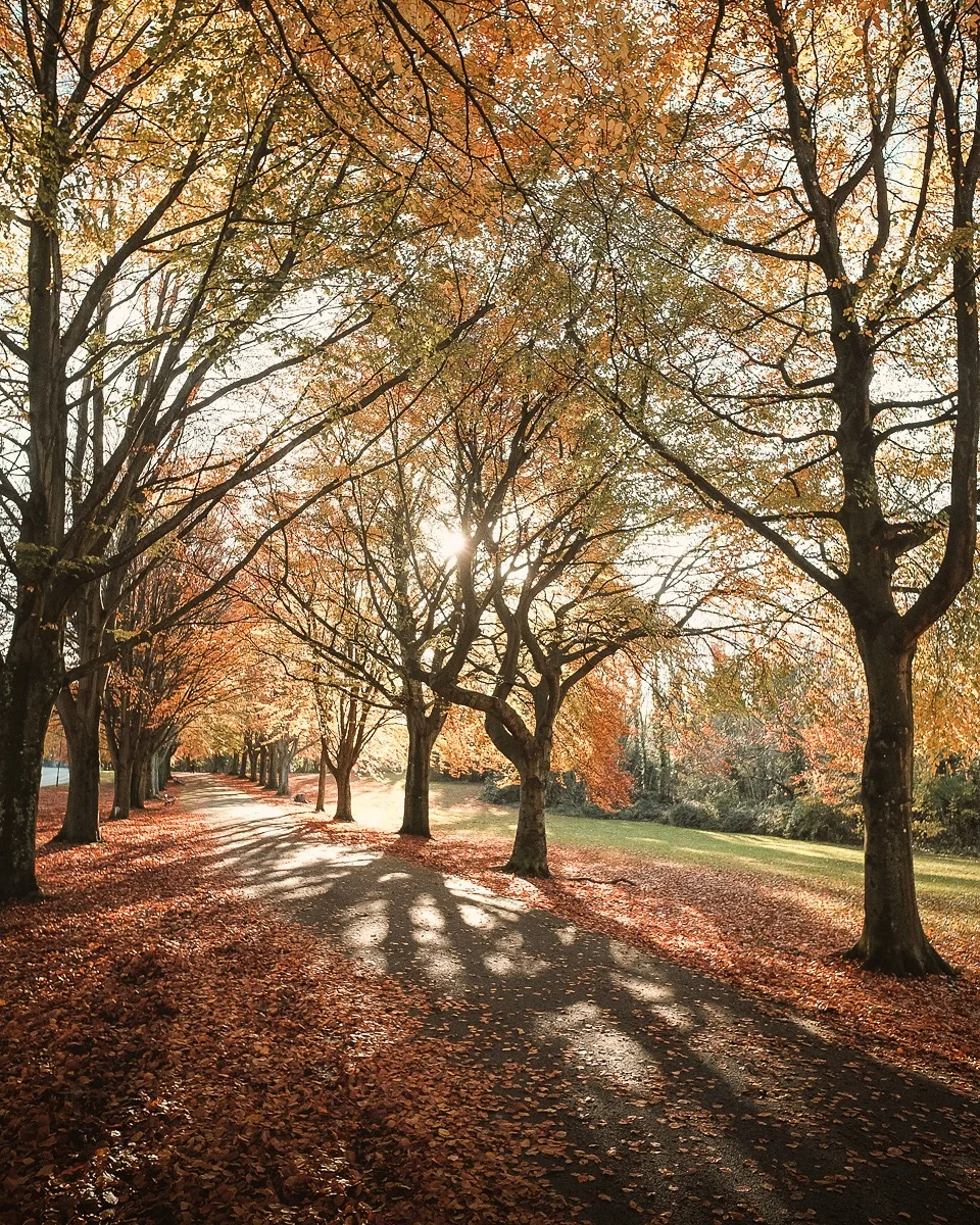 Autumn Walk