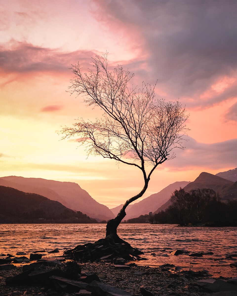 The Lonely Tree