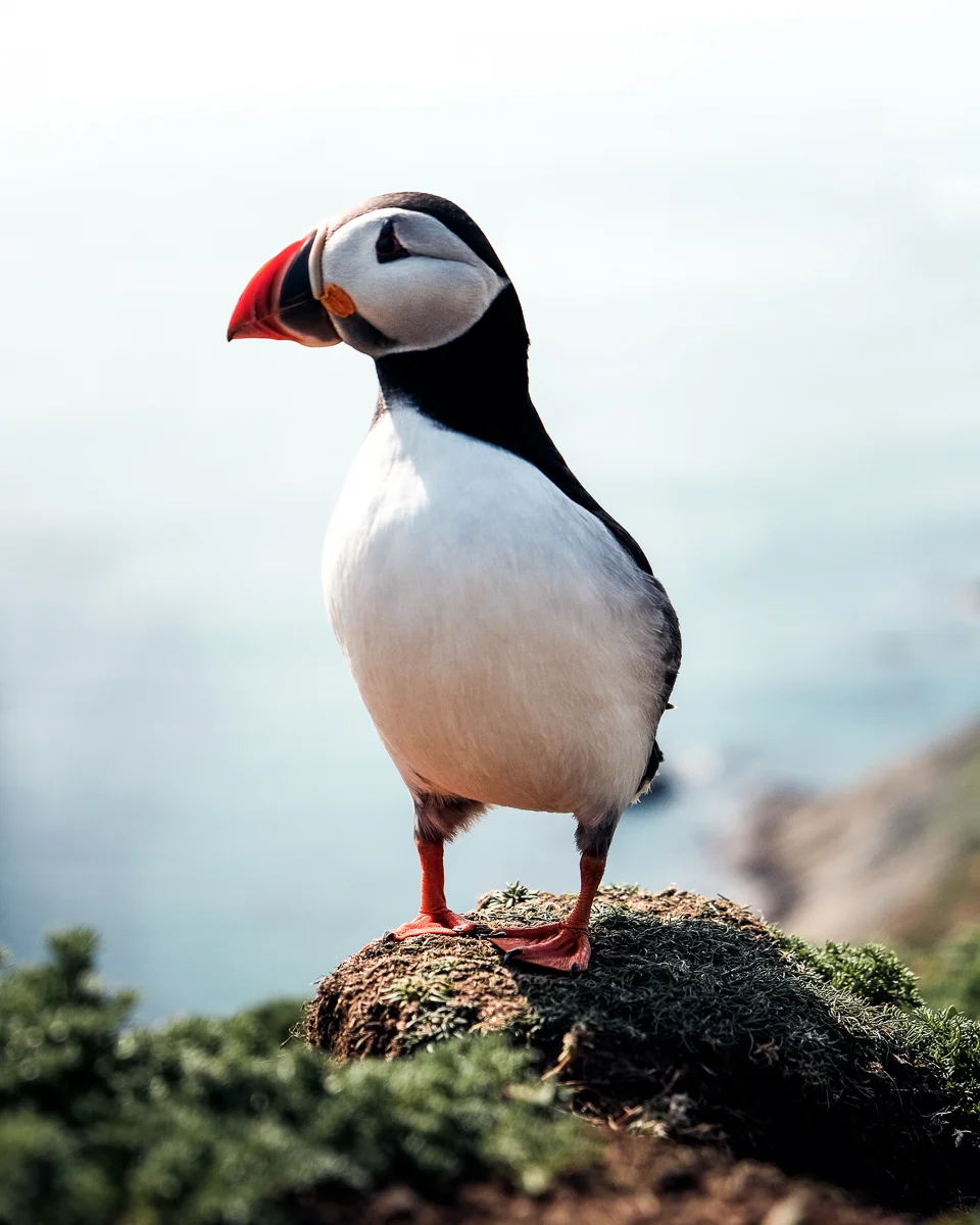 Puffin Portrait