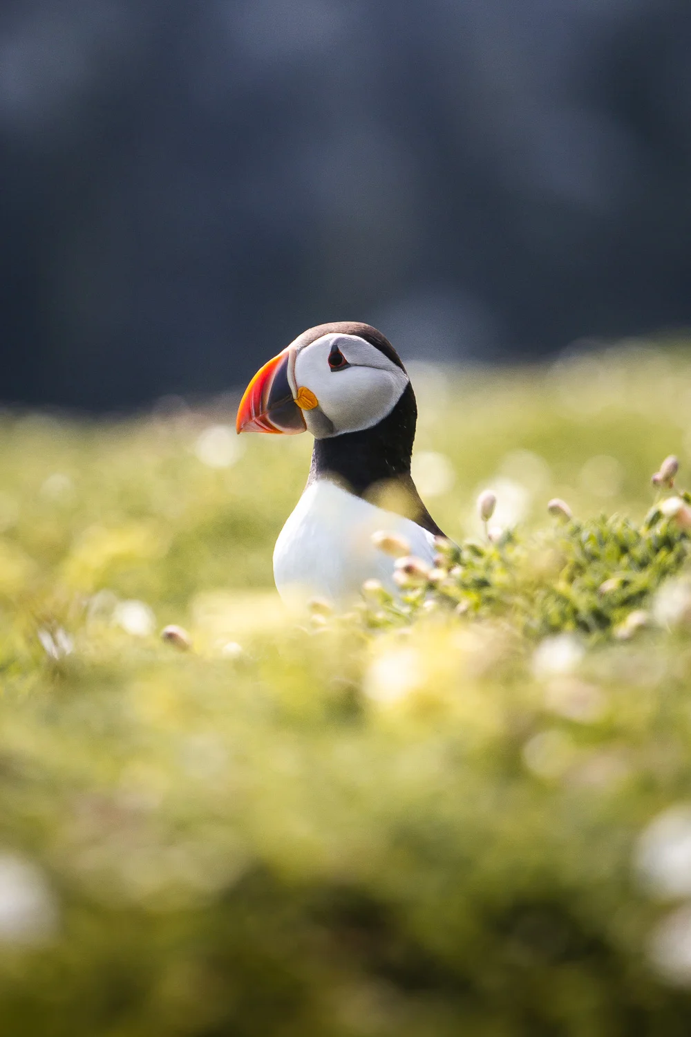 Skomer Island Puffin