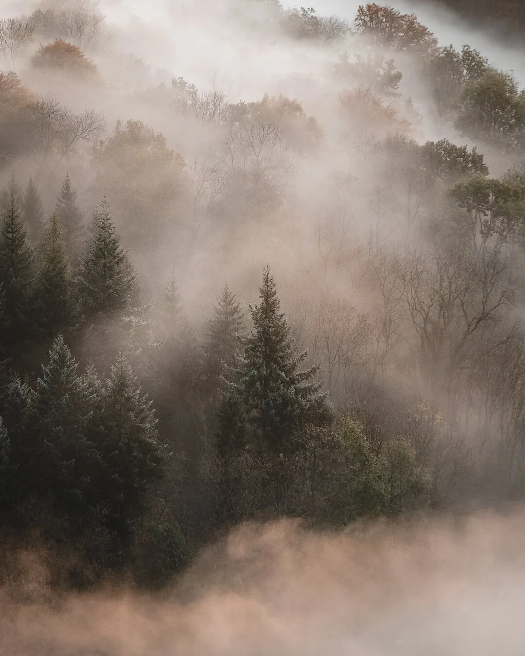Foggy Forest