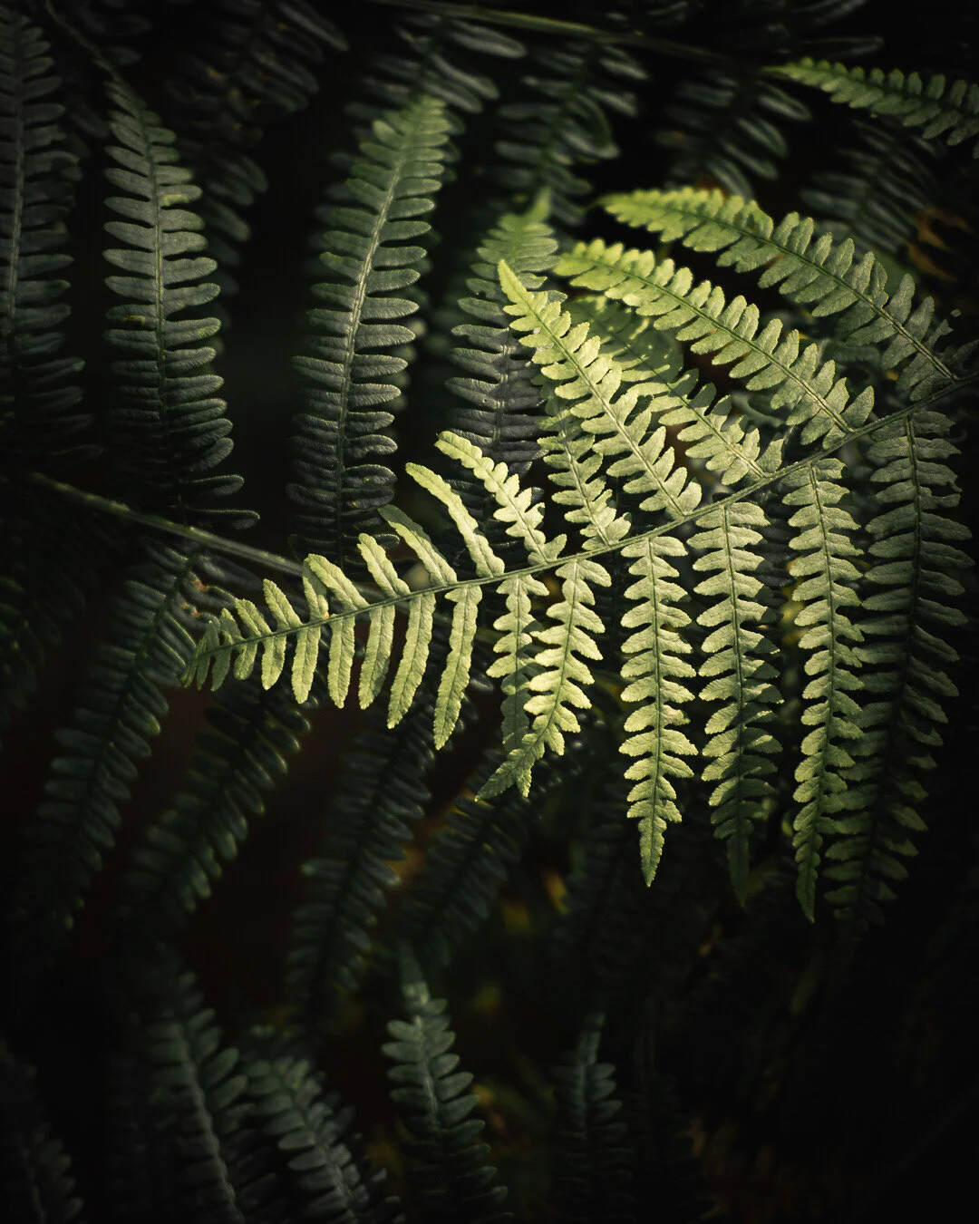 Woodland Greens