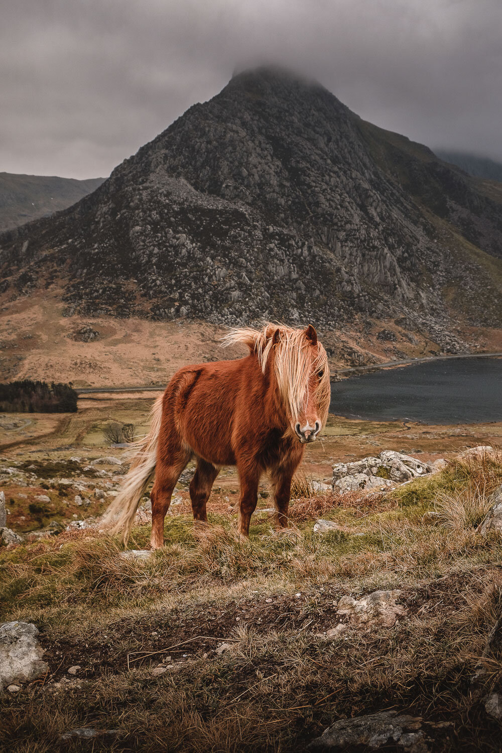 Wild Pony