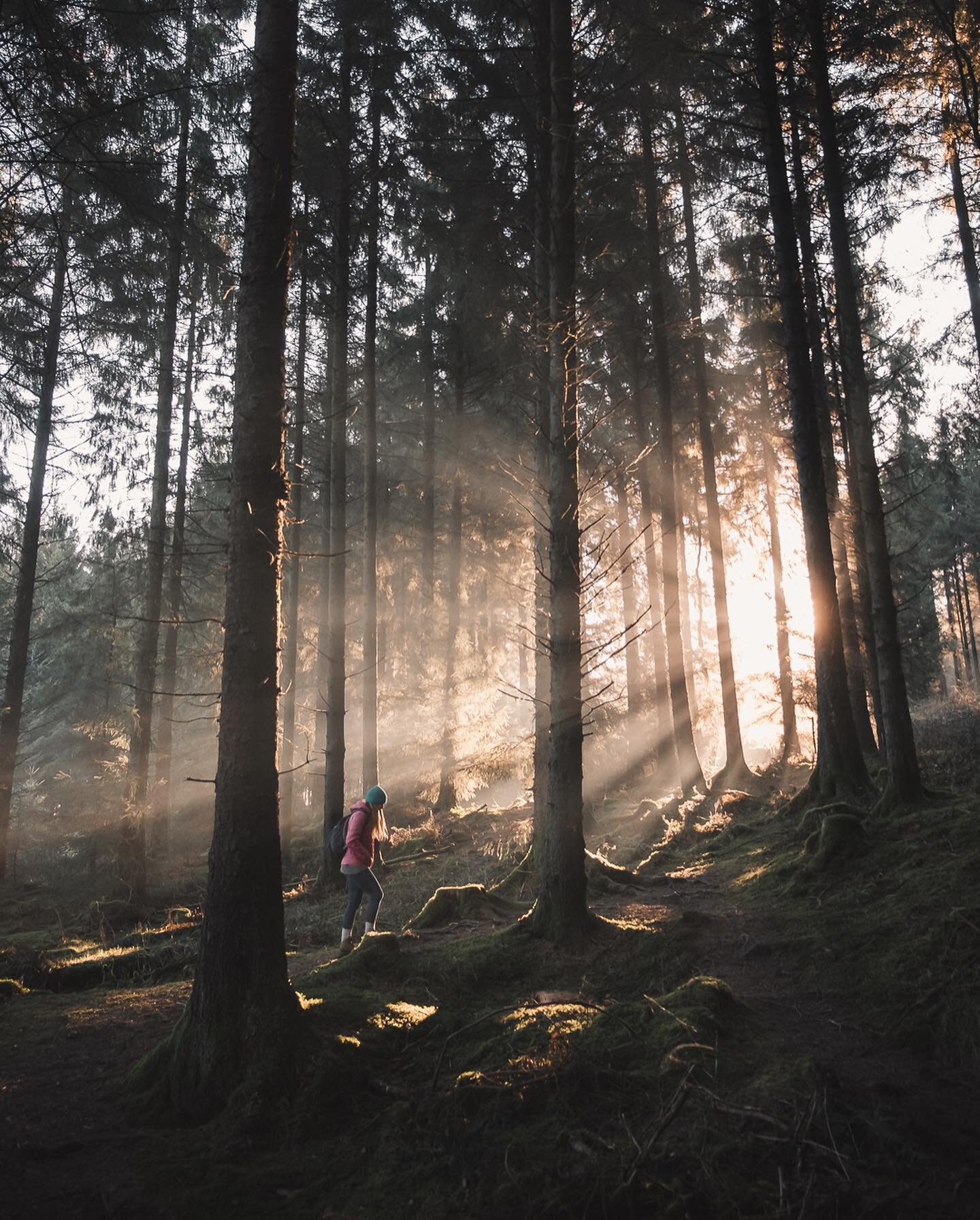 ↟ To quote one of my favourite films... The morning when we went exploring in the woods was simply &lsquo;majestical&rsquo;. Anyone know which film I&rsquo;m referring to? 

There&rsquo;s an amazing feeling that I experience as a photographer. It&rsq