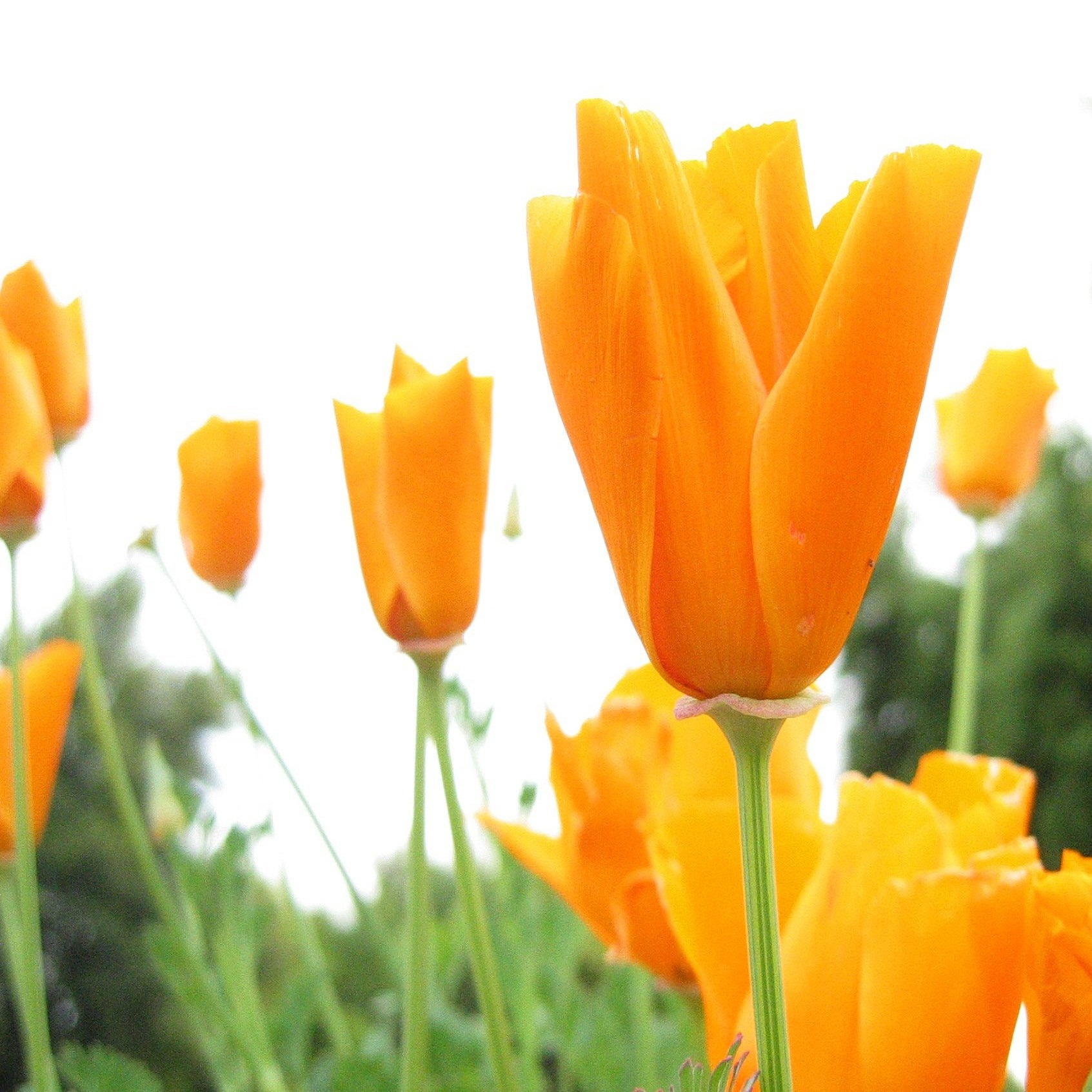 flower0.jpg