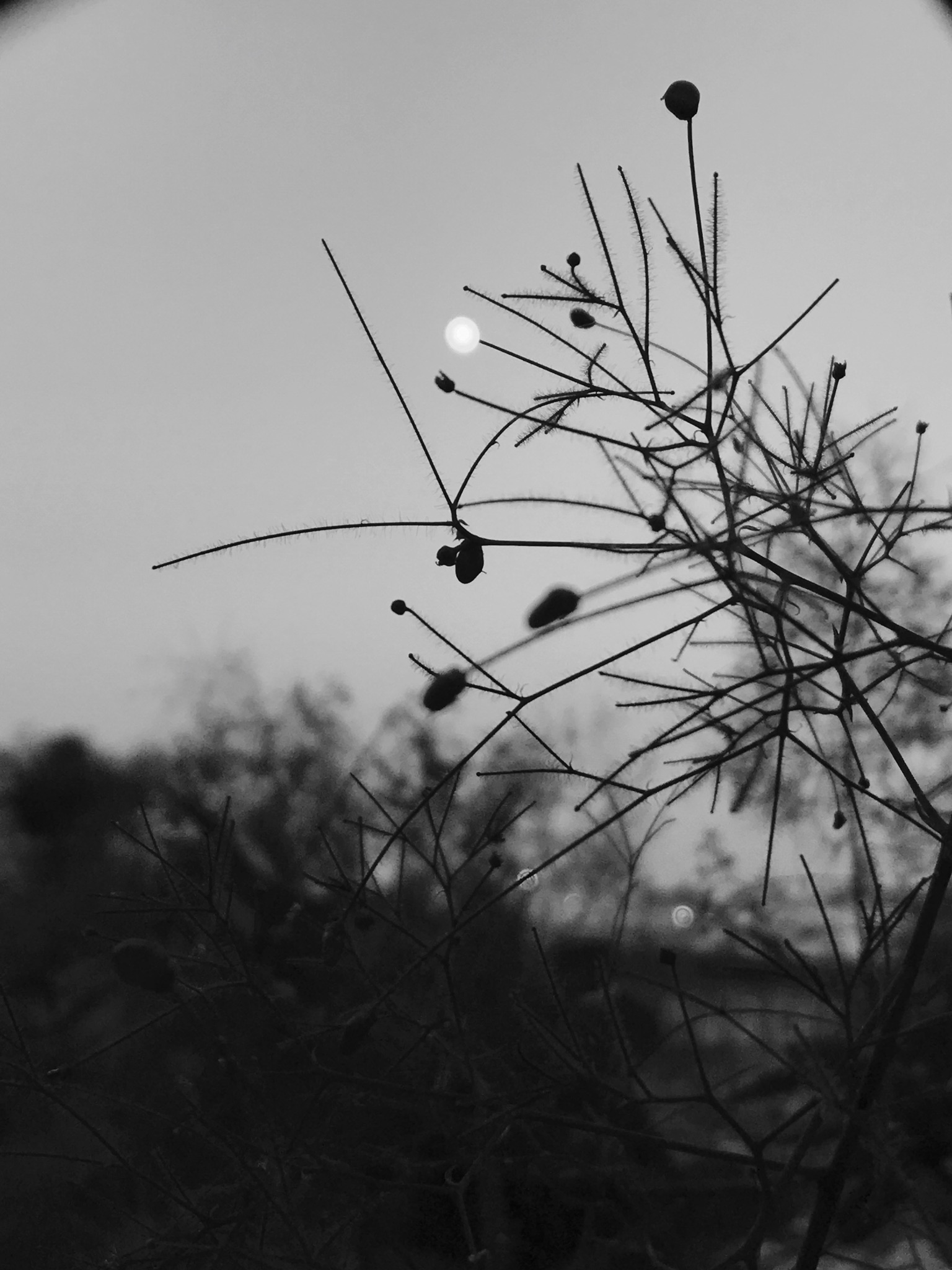 9B3C37C4-05BE-4685-B4BC-669DA1973FF8.jpeg