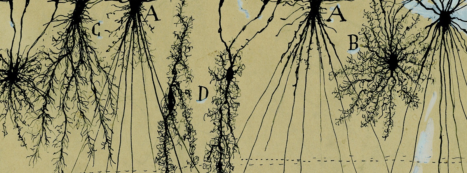 cajal-glial-cells-banner.jpg