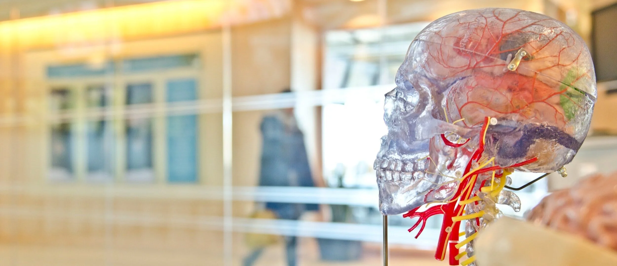 science-human-neurvous-system.jpg
