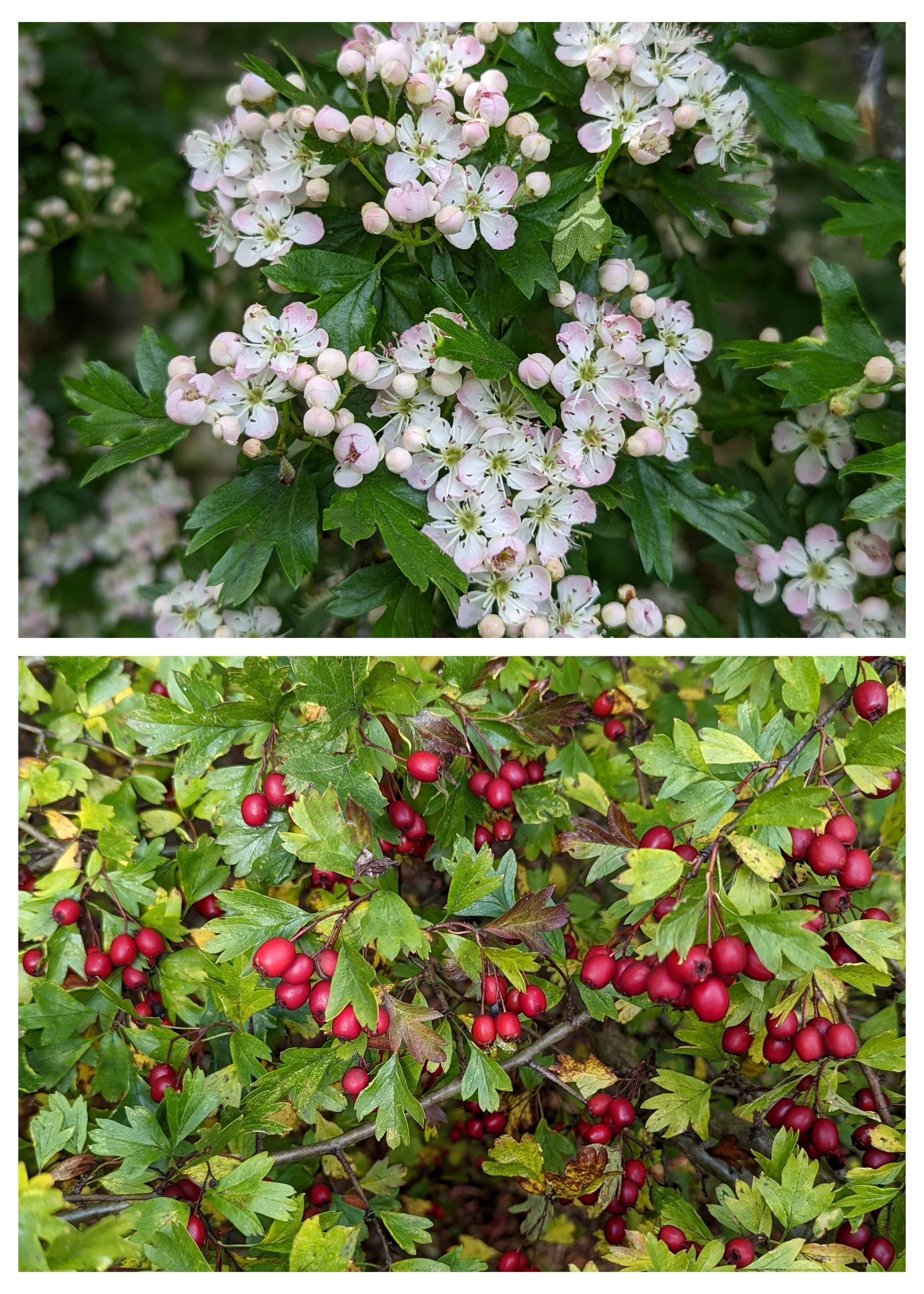 May: Hawthorn