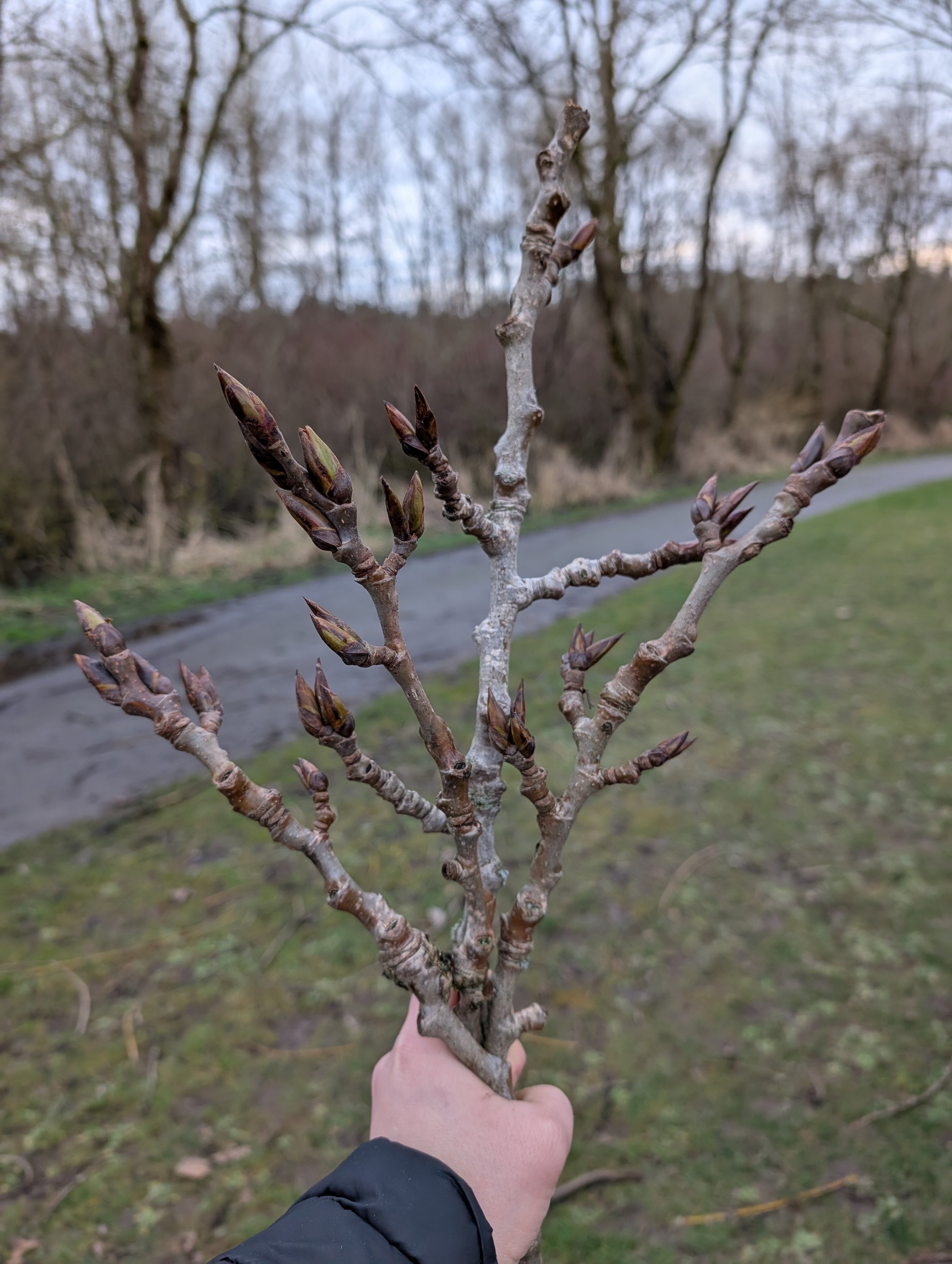 February: Cottonwood