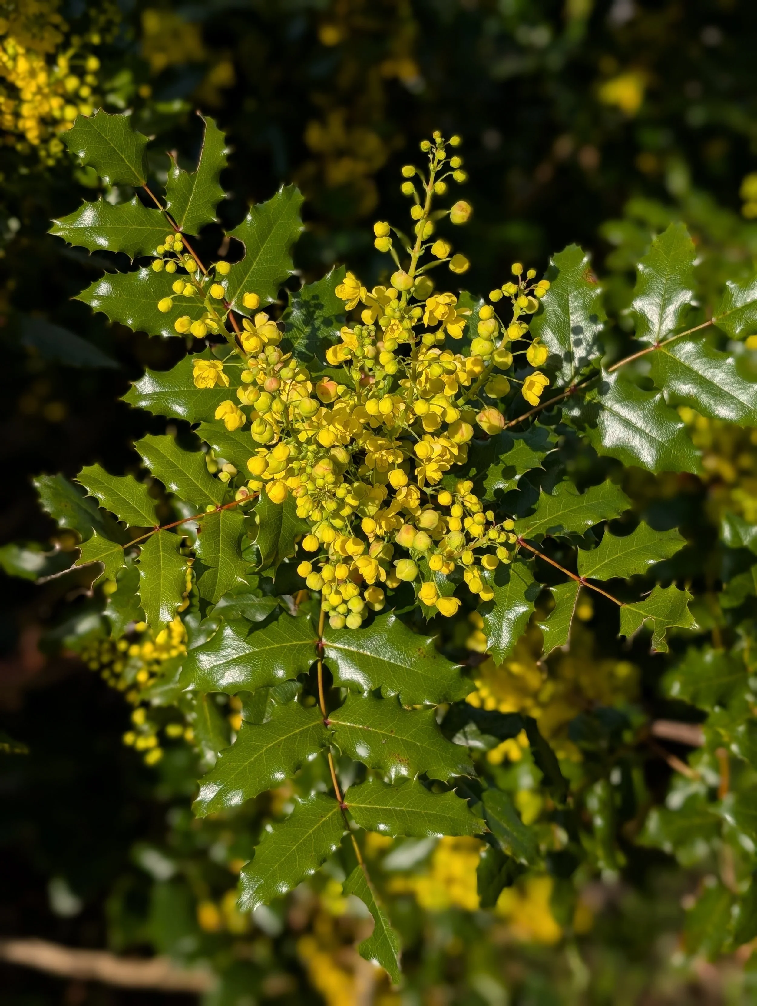 March: Oregon Grape