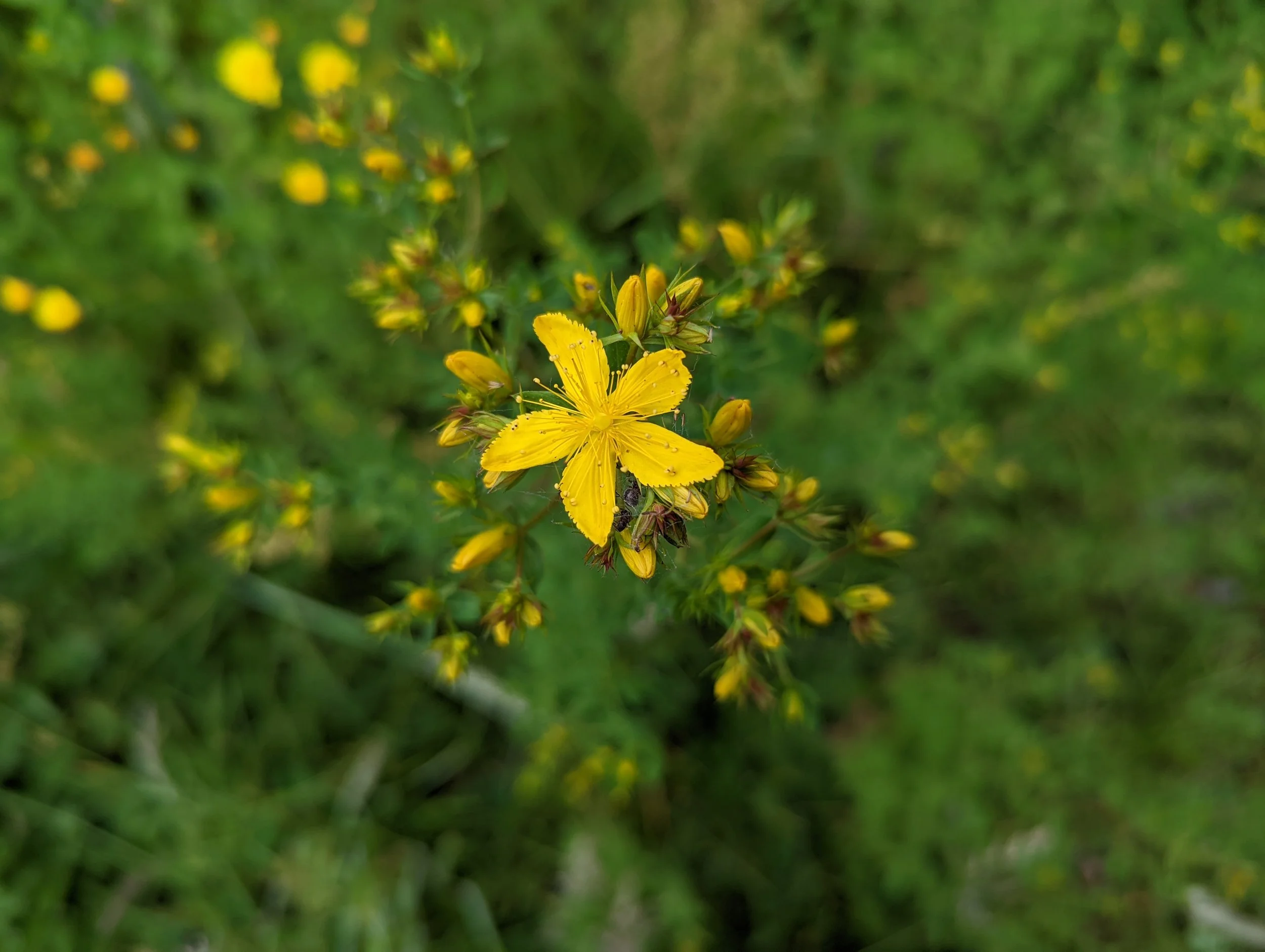 June: St. John's Wort
