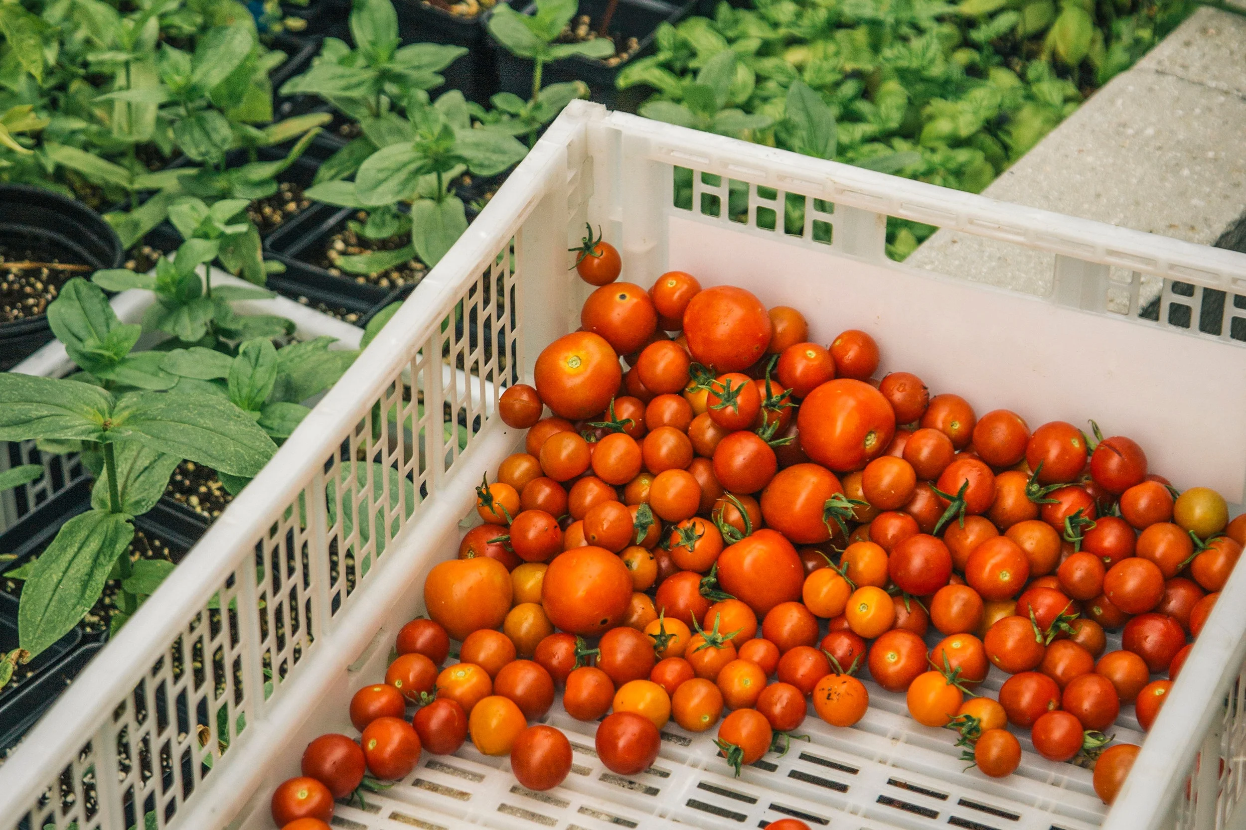 Produce+1.jpg