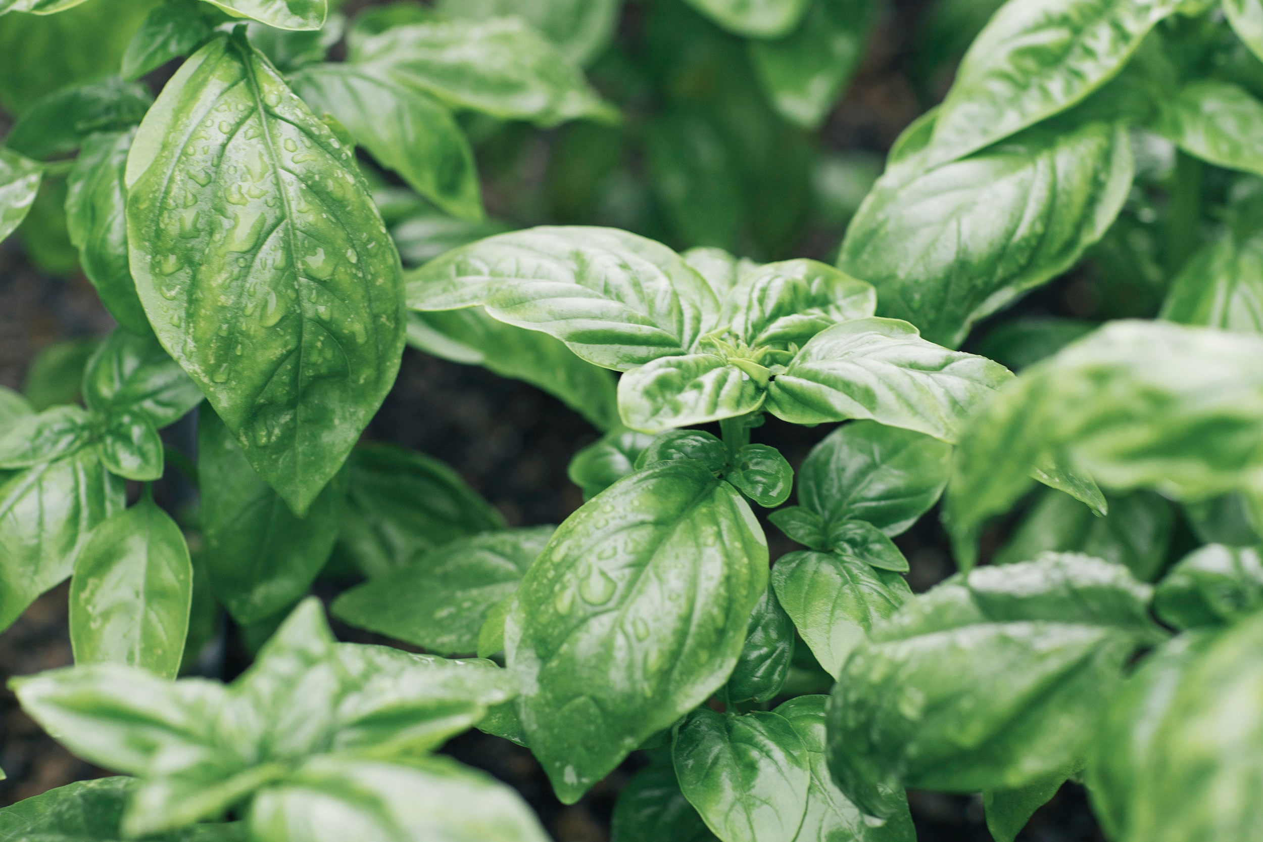 basil.jpg