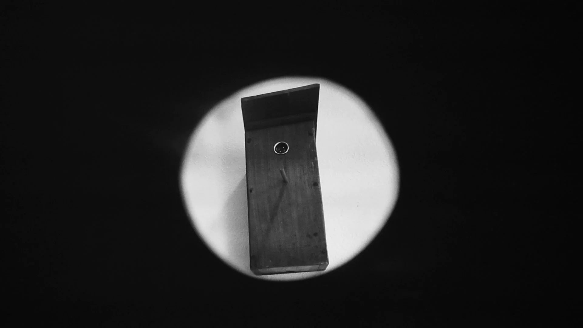 Silphium-23.jpg