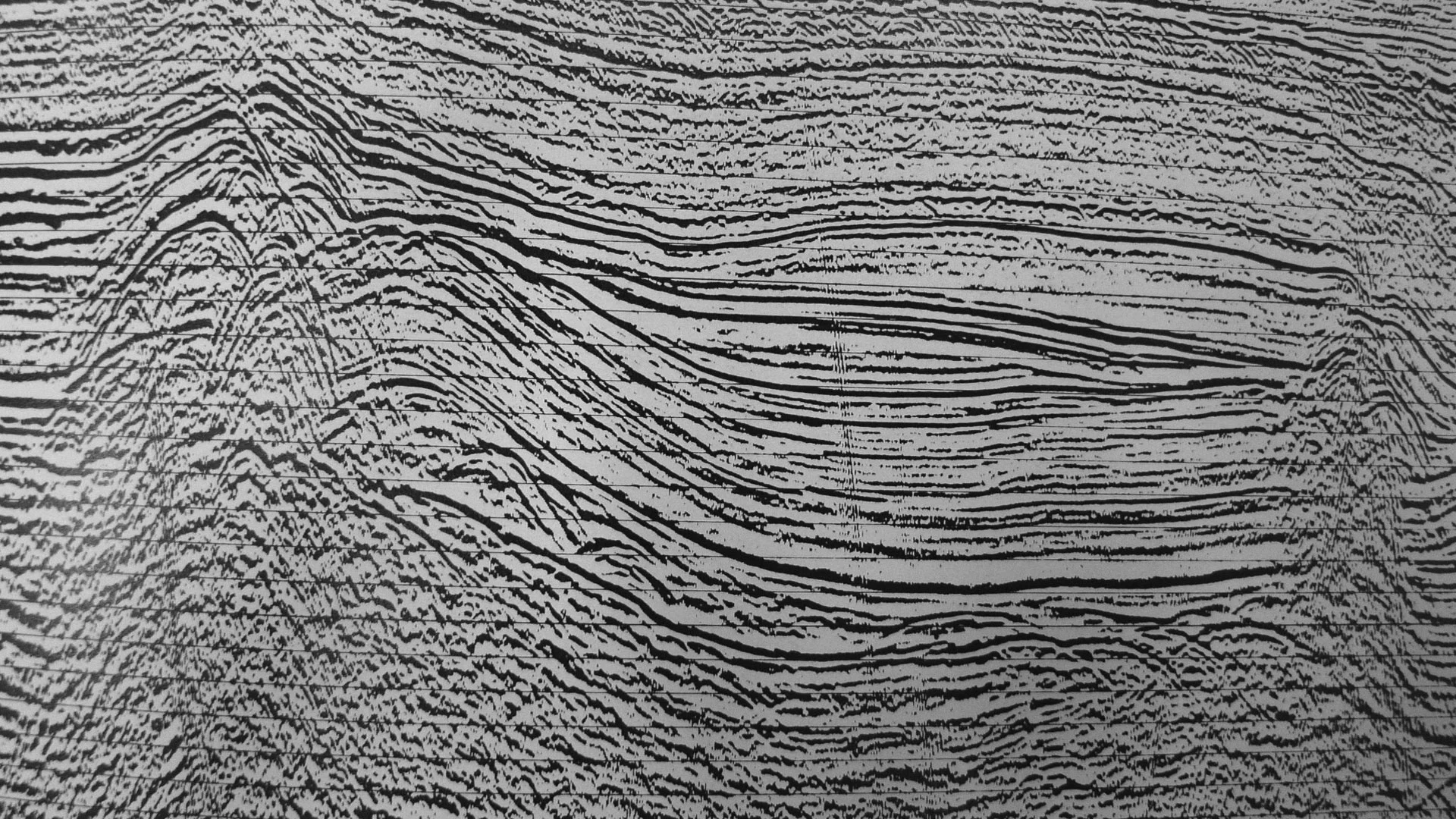 Silphium-27.jpg