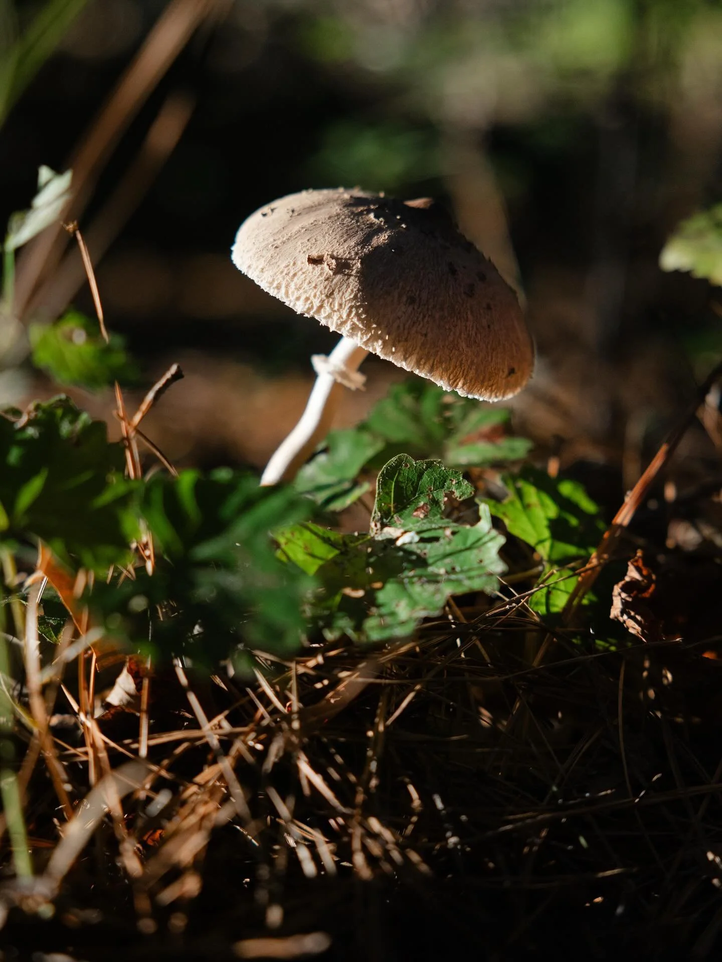 @andreagibson’s loved ones shared with us that they passed yesterday.
Their words have been lanterns for so many.
Last night the sky broke open in a storm, and this poem came forward.
A small offering, woven with love and gratitude for all they
