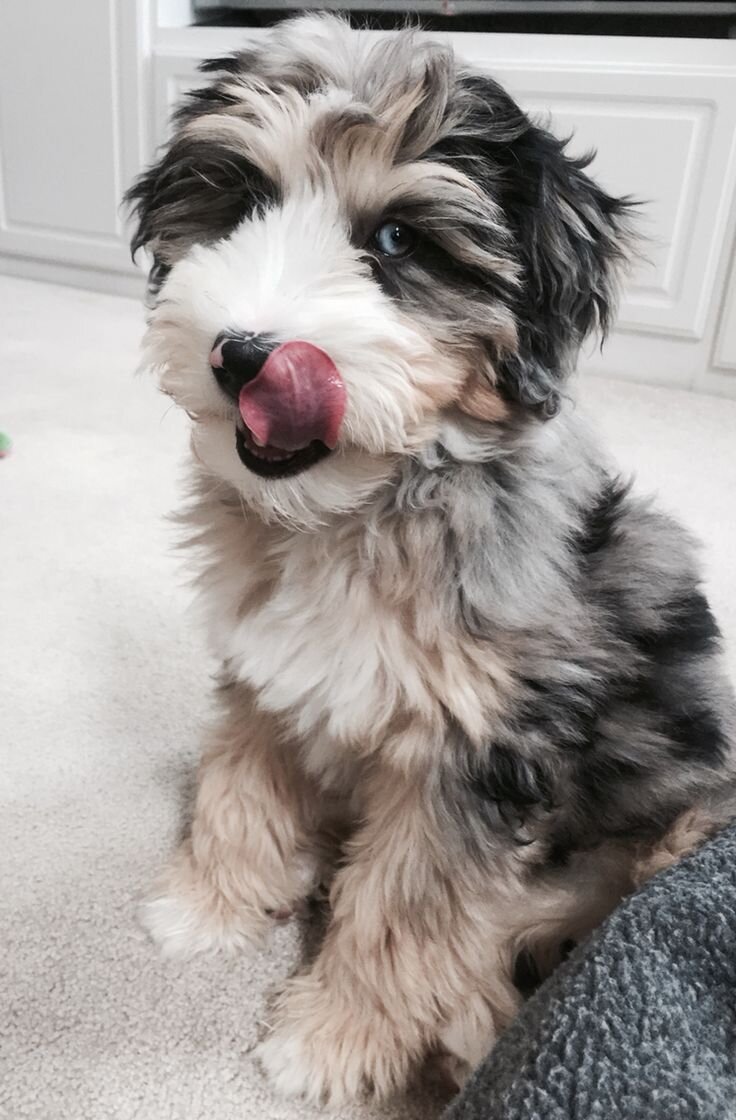aussiedoodle puppies for sale in tn