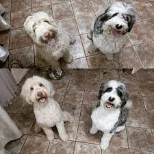 mini aussiedoodle grooming