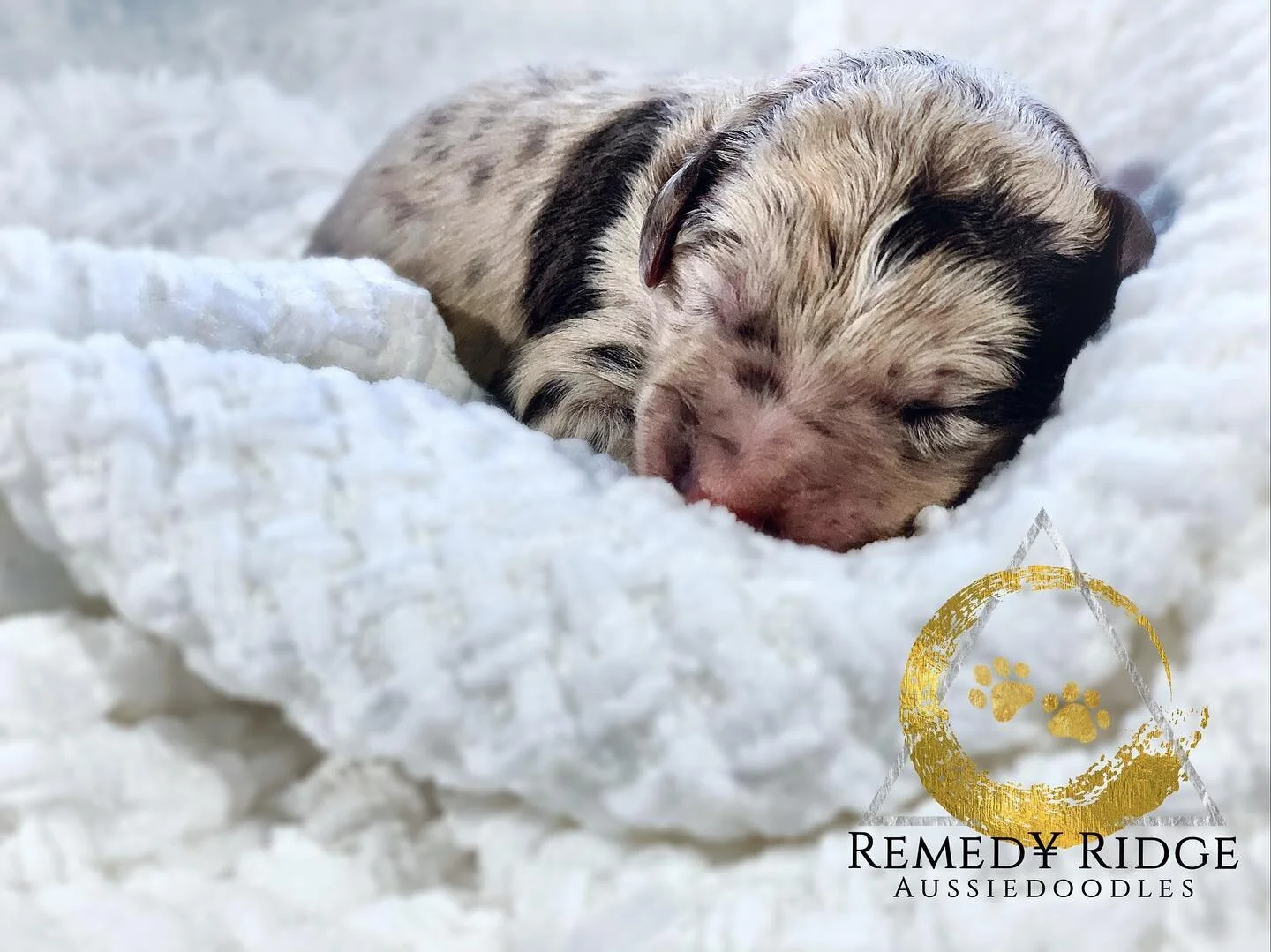 Welcome to Remedy Ranch!