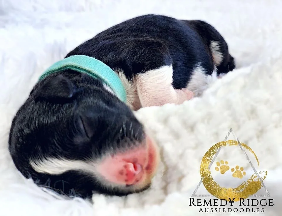 Welcome to Remedy Ranch!