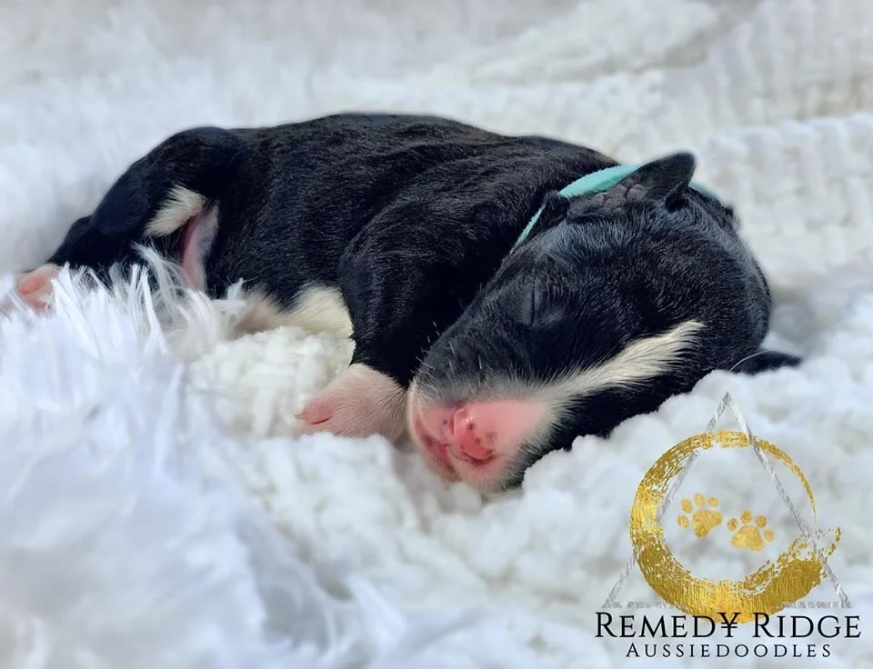 Welcome to Remedy Ranch!