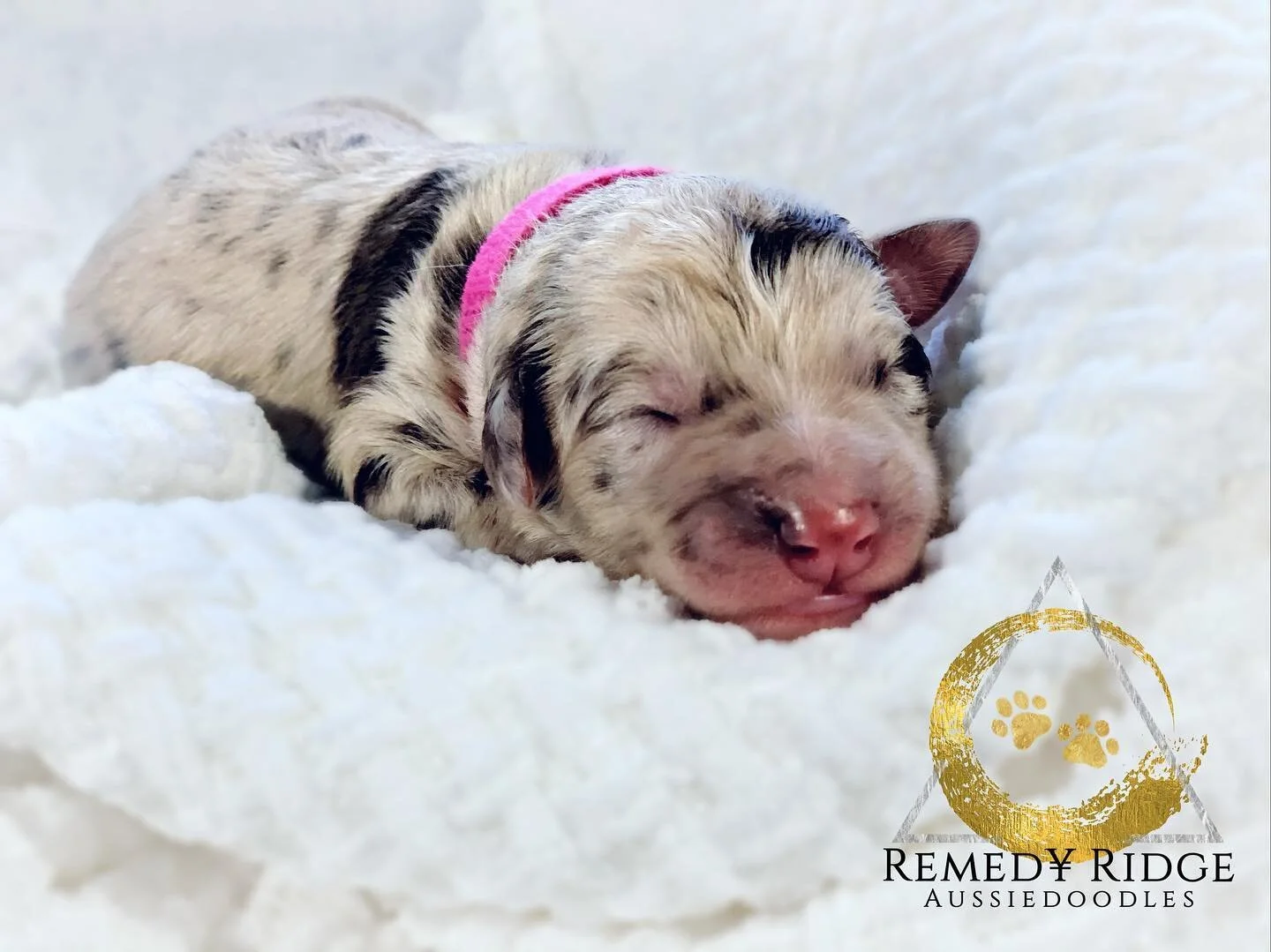 Welcome to Remedy Ranch!