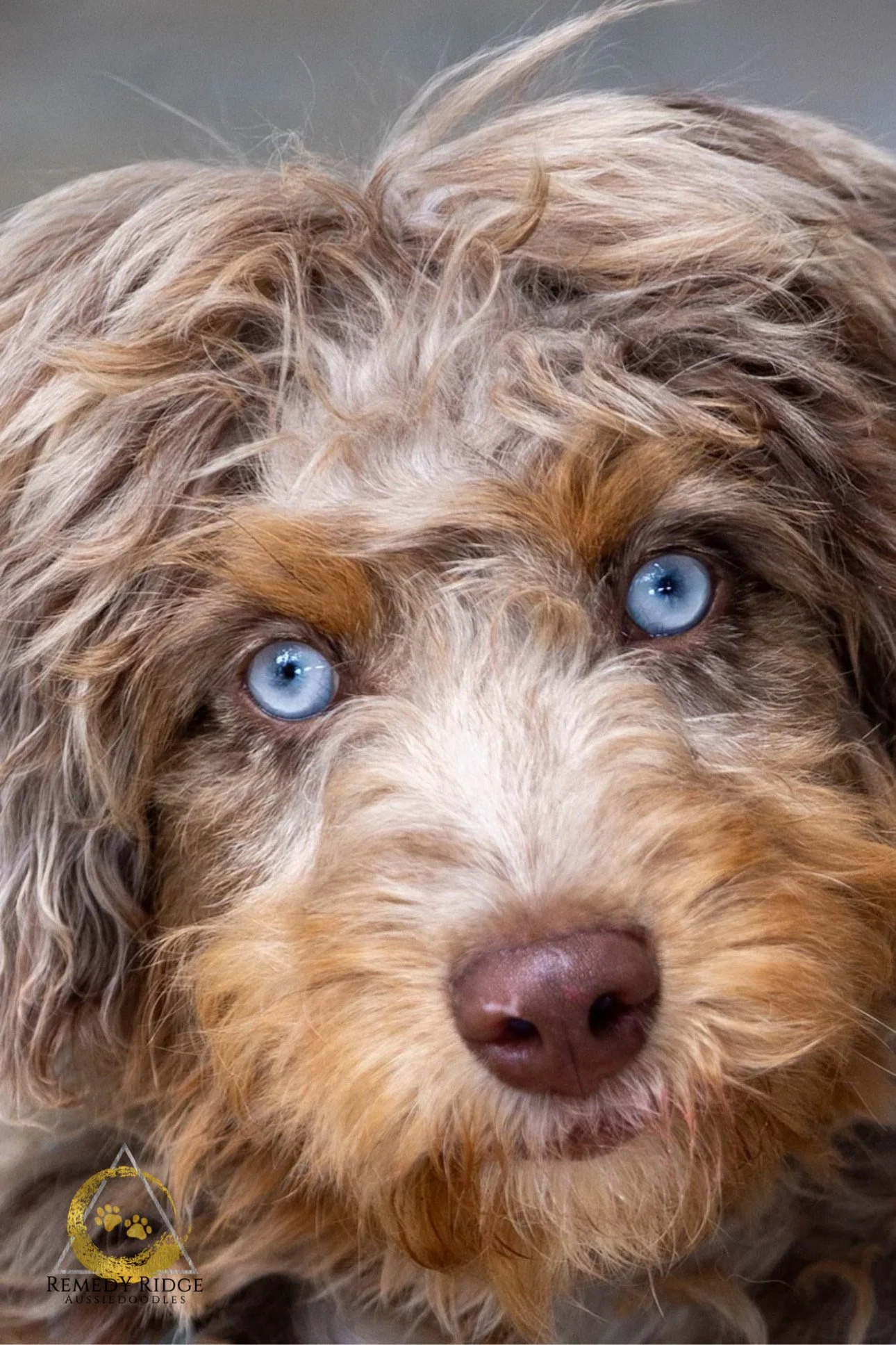 Remedy Ridge Aussiedoodles: A Trusted Name in Dog Breeding