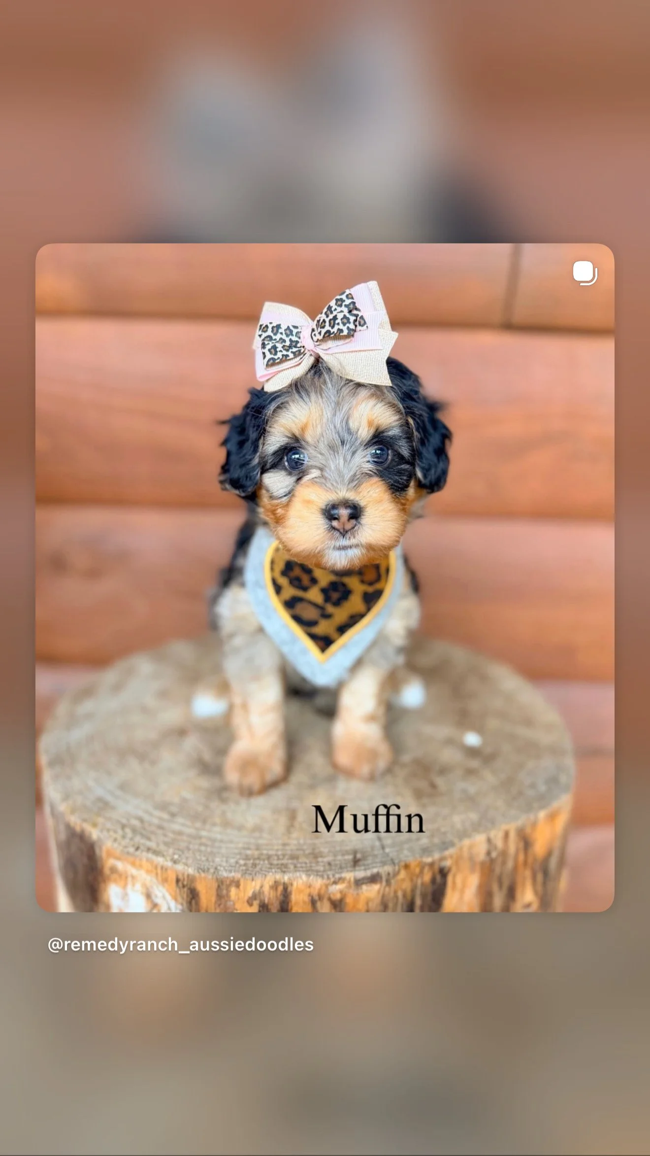 BB94306F-6952-4161-B307-D0A778D02276.jpeg