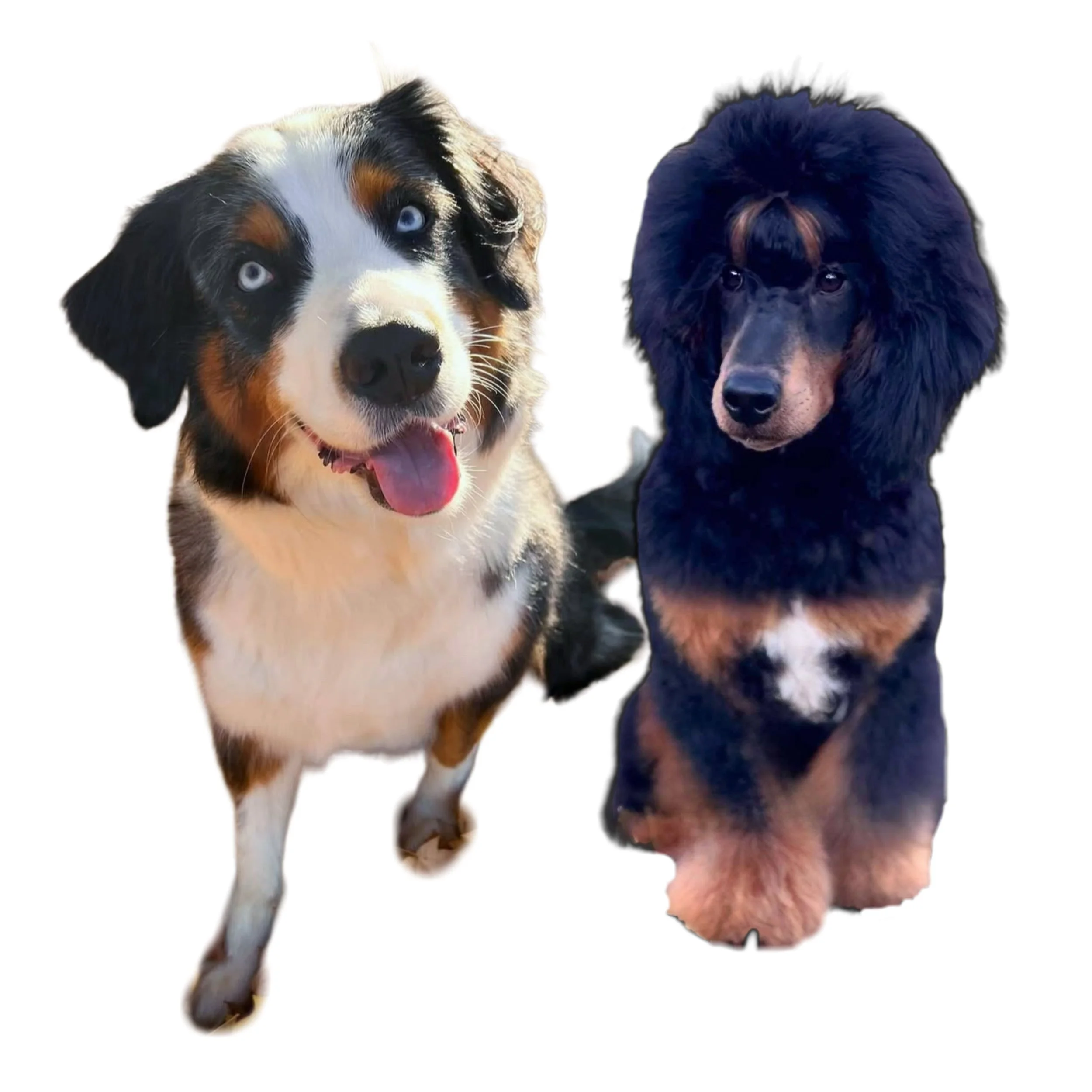Australian mountain doodle puppies, Aussiedoodle puppies, best Aussiedoodle breeder
