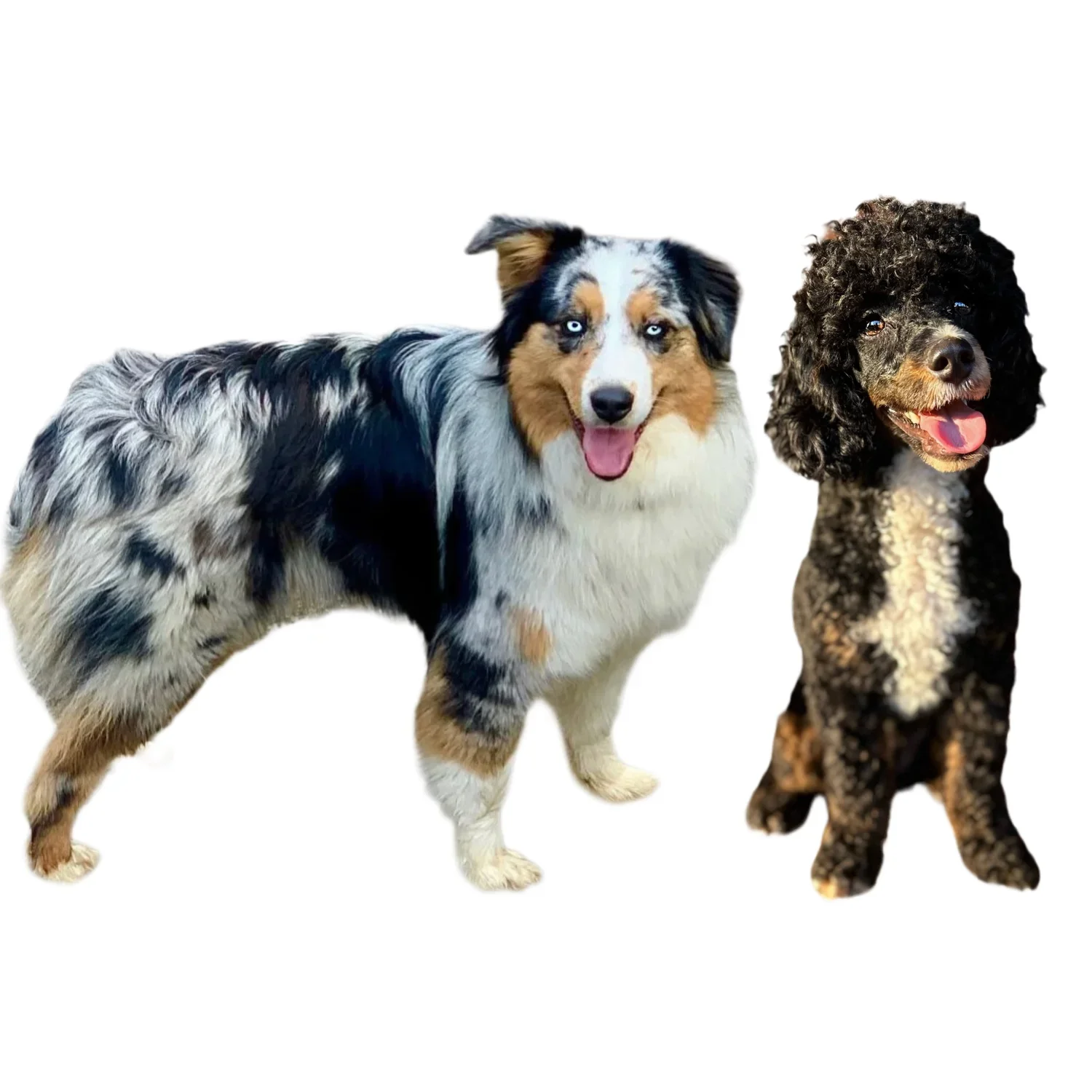 Aussiedoodle puppies, best Aussiedoodle breeder, best Aussiedoodle puppies