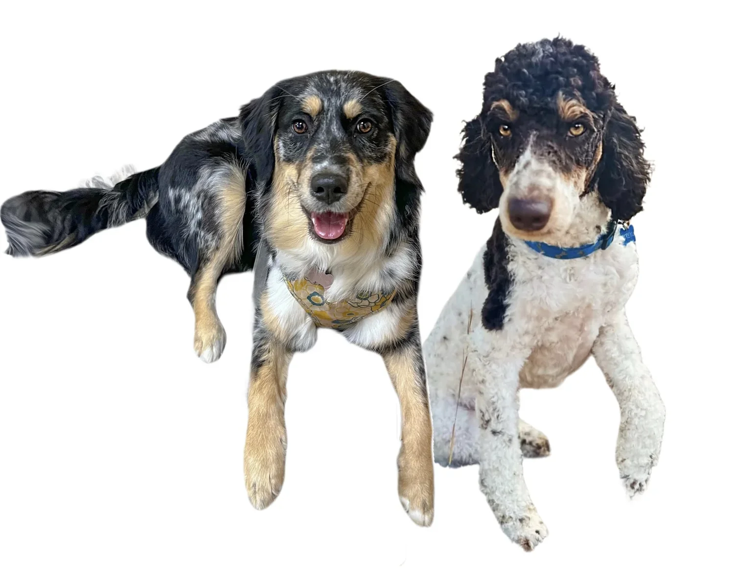 Golden Aussiedoodles; Golden Aussiedoodle Puppies; best Aussiedoodle puppies, blue Merle Aussiedoodle puppies