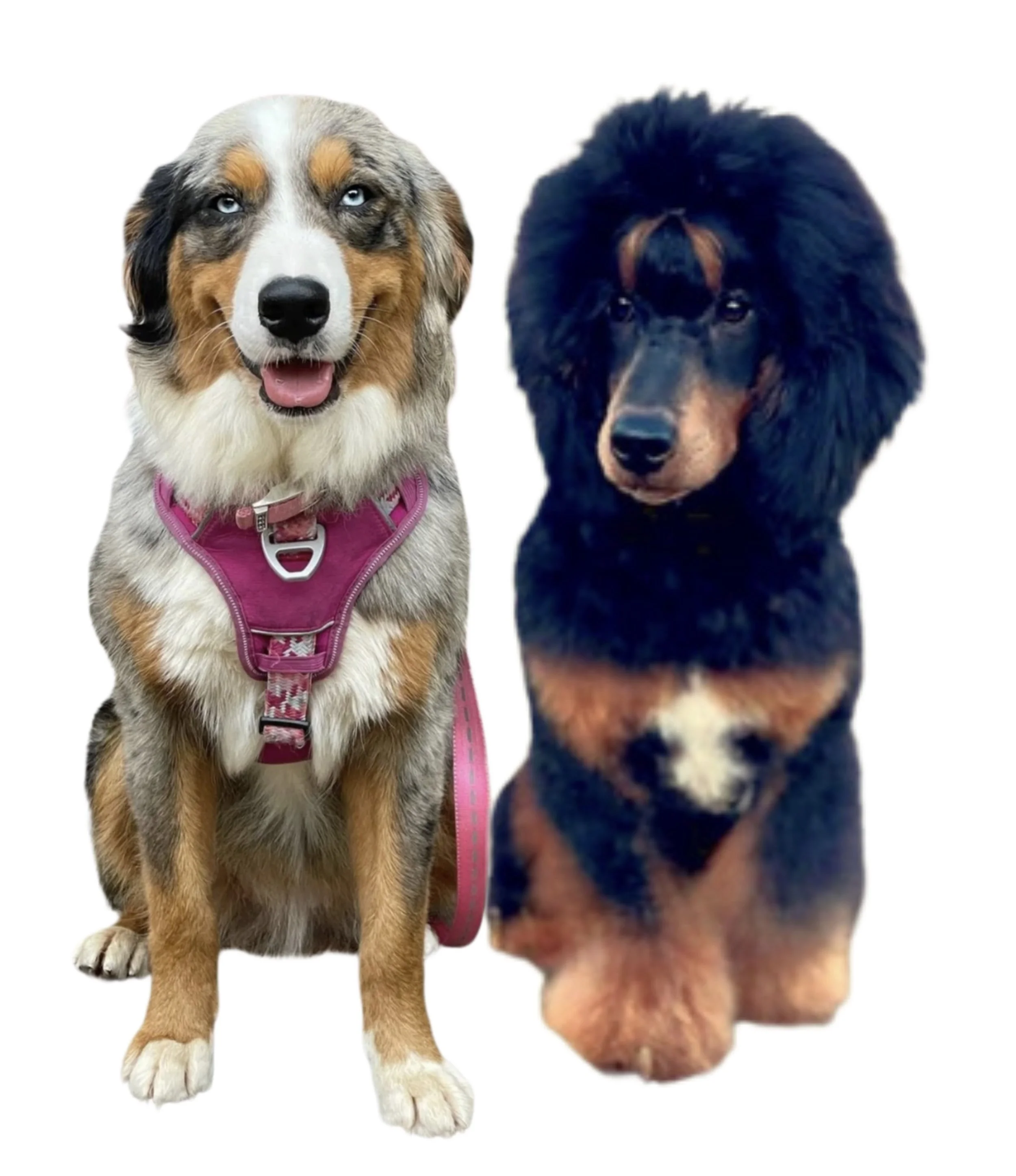 Australian Mountain Doodles, Aussie Mountain Doodles, Australian Mountain Doodle Puppies, Best Aussiedoodle breeder