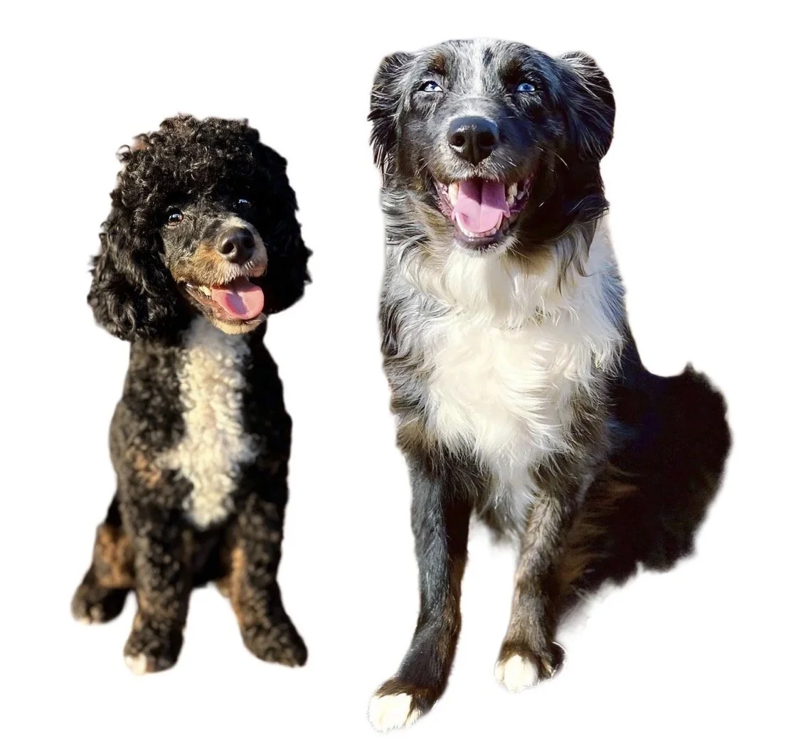 Mini Aussiedoodle puppies, blue merle Aussiedoodle puppies, red merle Aussiedoodle puppies, best Aussiedoodle breeder, miniature Aussiedoodle puppies