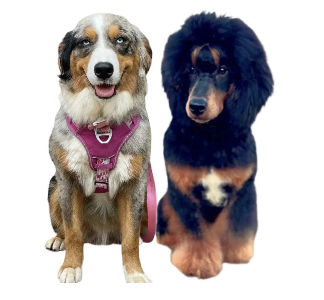 Australian Mountain Doodle Puppies, Aussie mountain doodle puppies l, best Aussie mountain doodle breeder