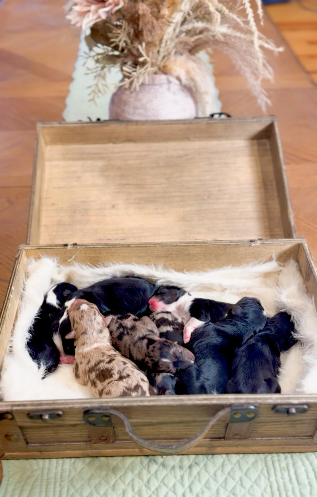 Aussiedoodle puppies, litter of Aussiedoodle puppies, miniature Aussiedoodles, Aussiedoodles for sale