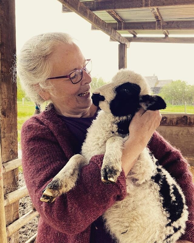Miss Molly&rsquo;s coming to the farm, our new little Jacob ewe. 💓 She has four horns and I&rsquo;m kind of excited!!!