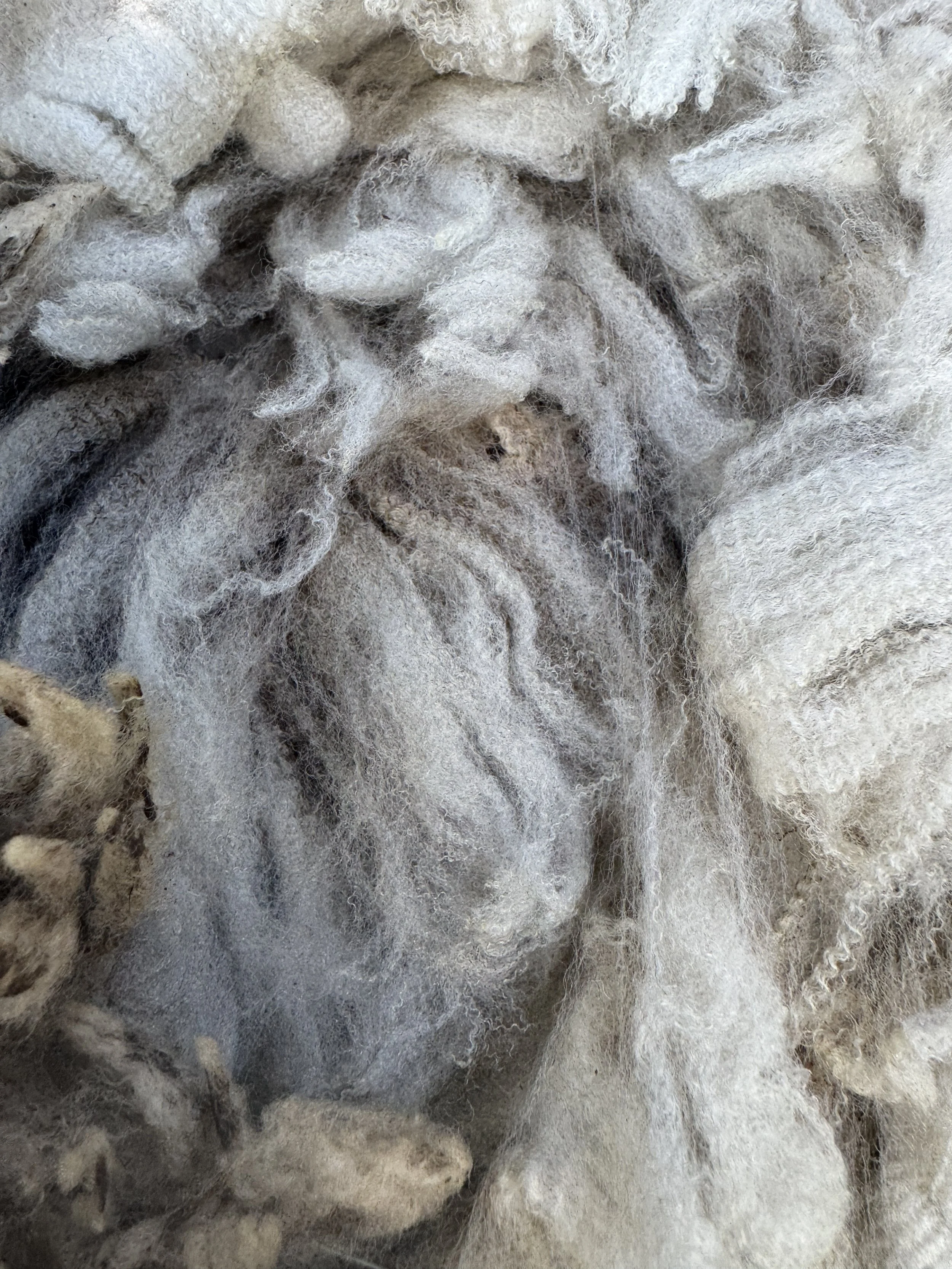 Pippi is fleece #4 - 4.25 lbs