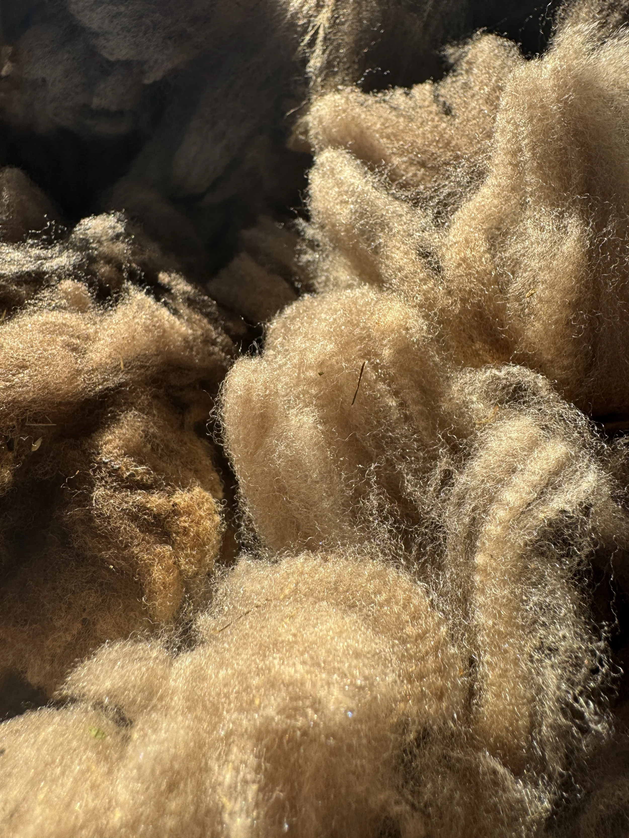 Fleece #5 is Penny, weight is a solid 4.4 lbs