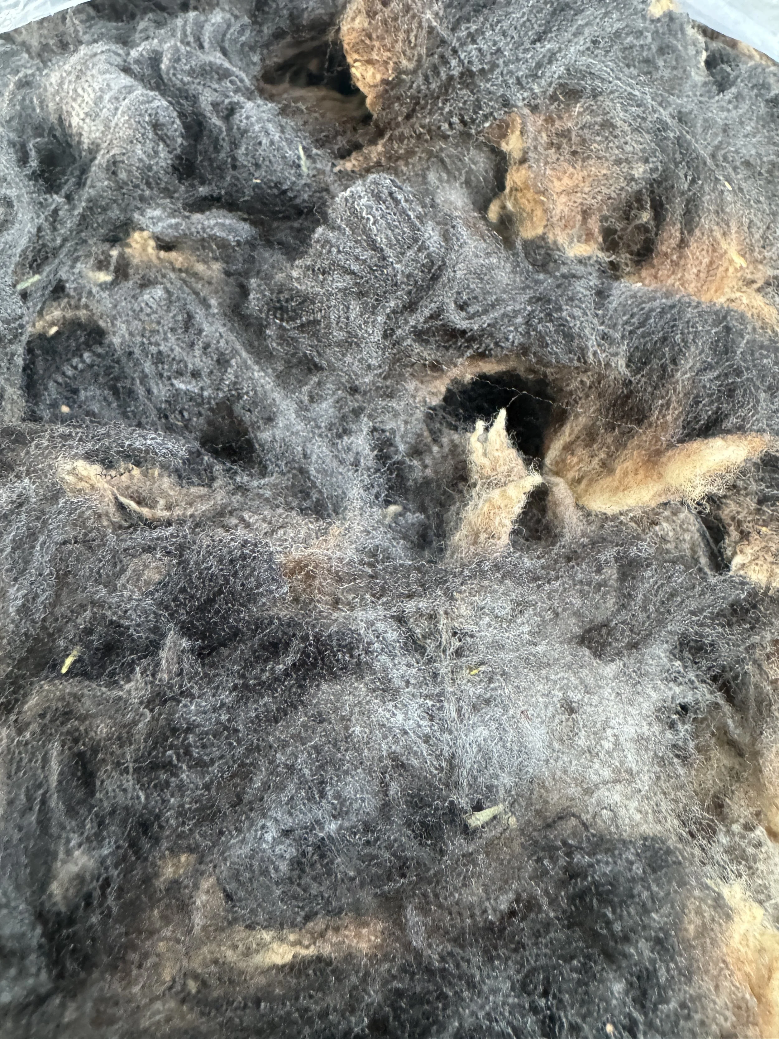 Fleece # 7 is Puck! weighing in at a rowdy 5 pds